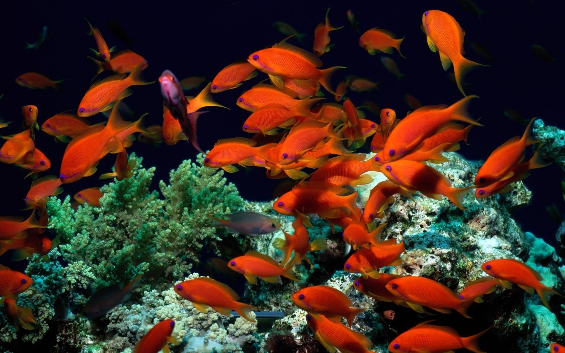 corail rouge sous-marin monde poissons algues