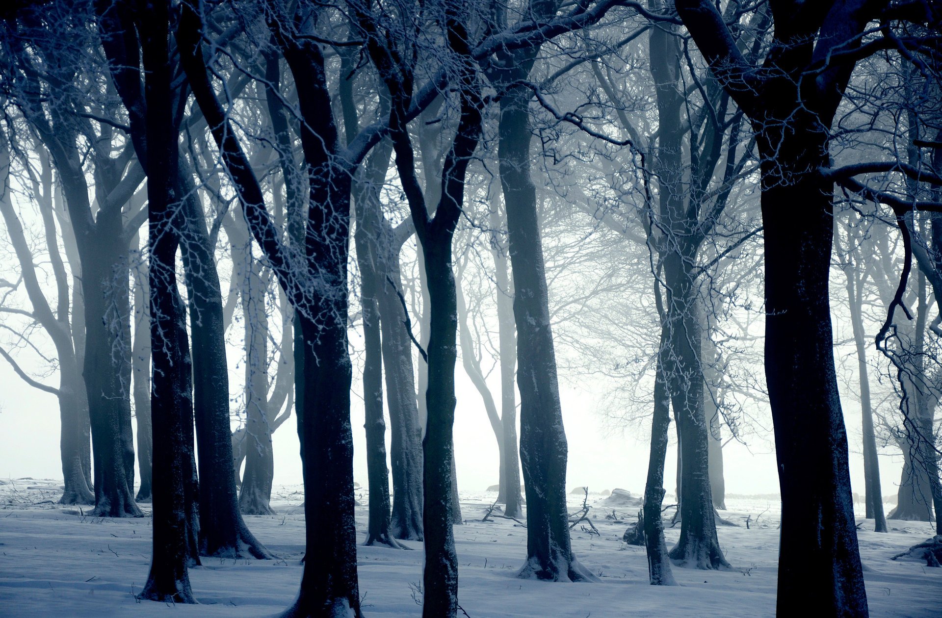 nature hiver neige hiver arbres