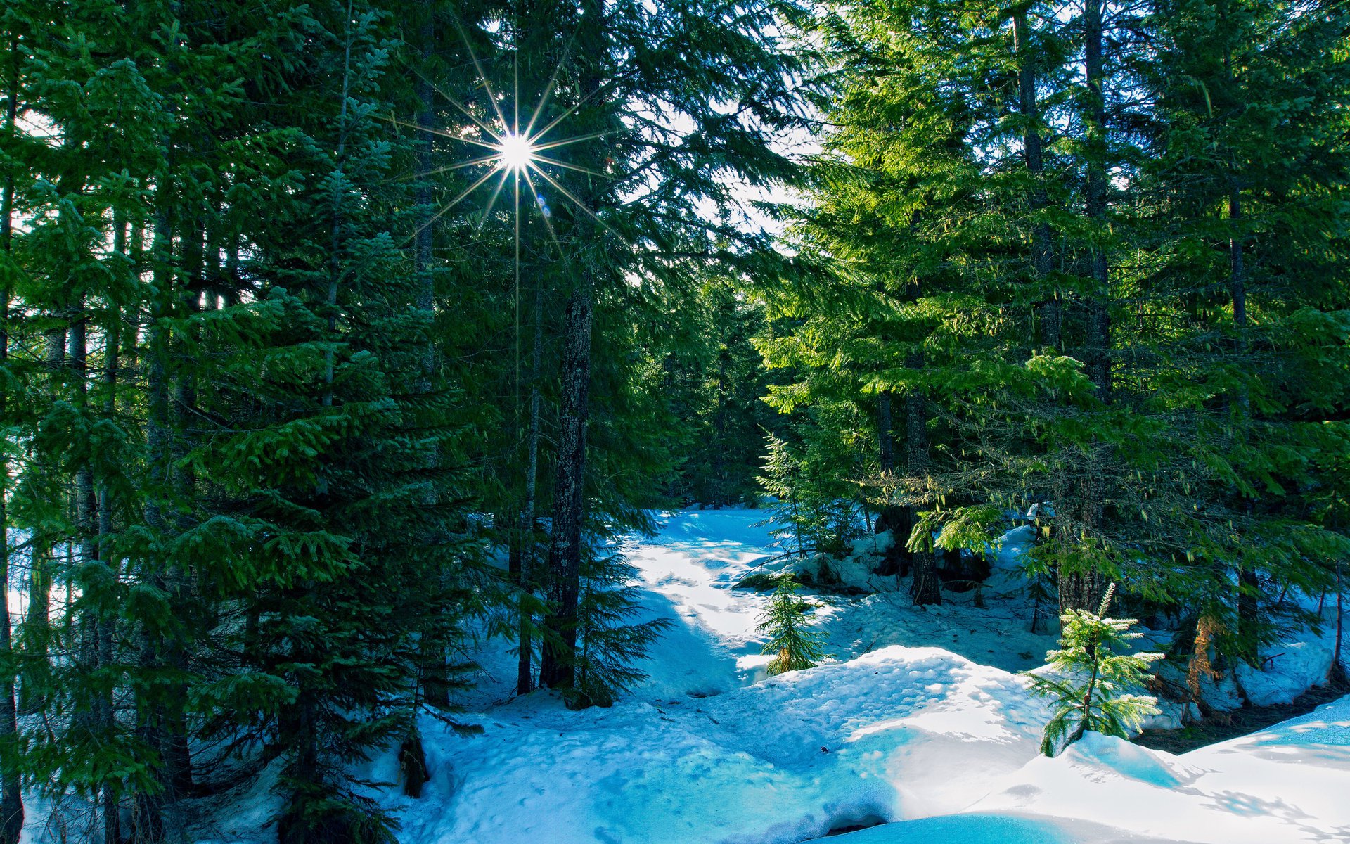 nature forest rays winter