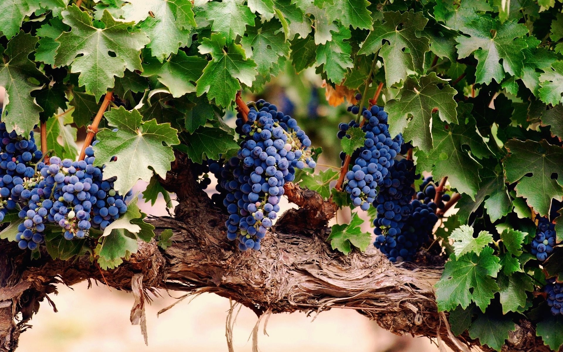 blatt trauben beeren bündel pinsel rebe laub