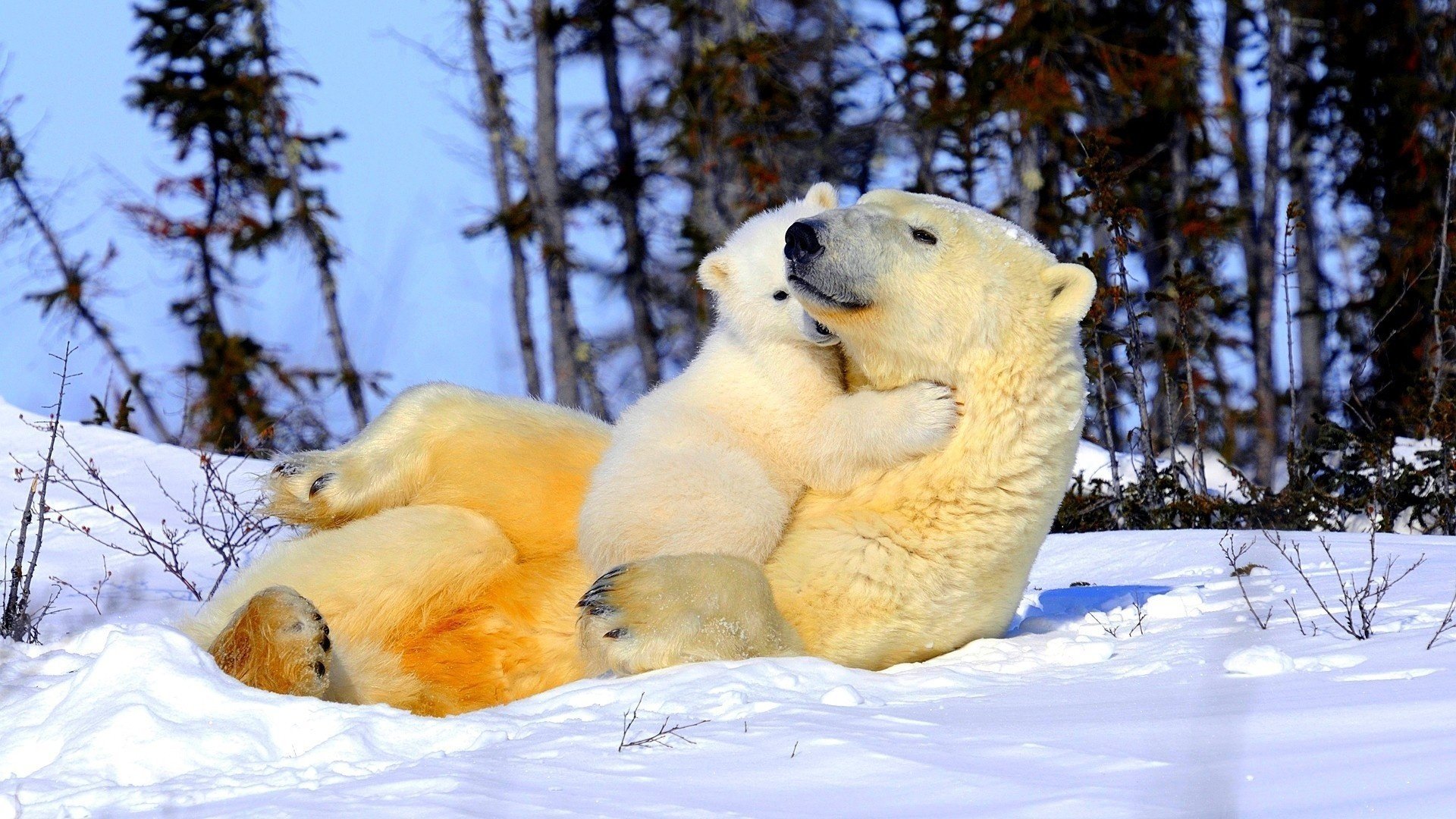 bär mama eisbären zärtlichkeit schnee liebkosung