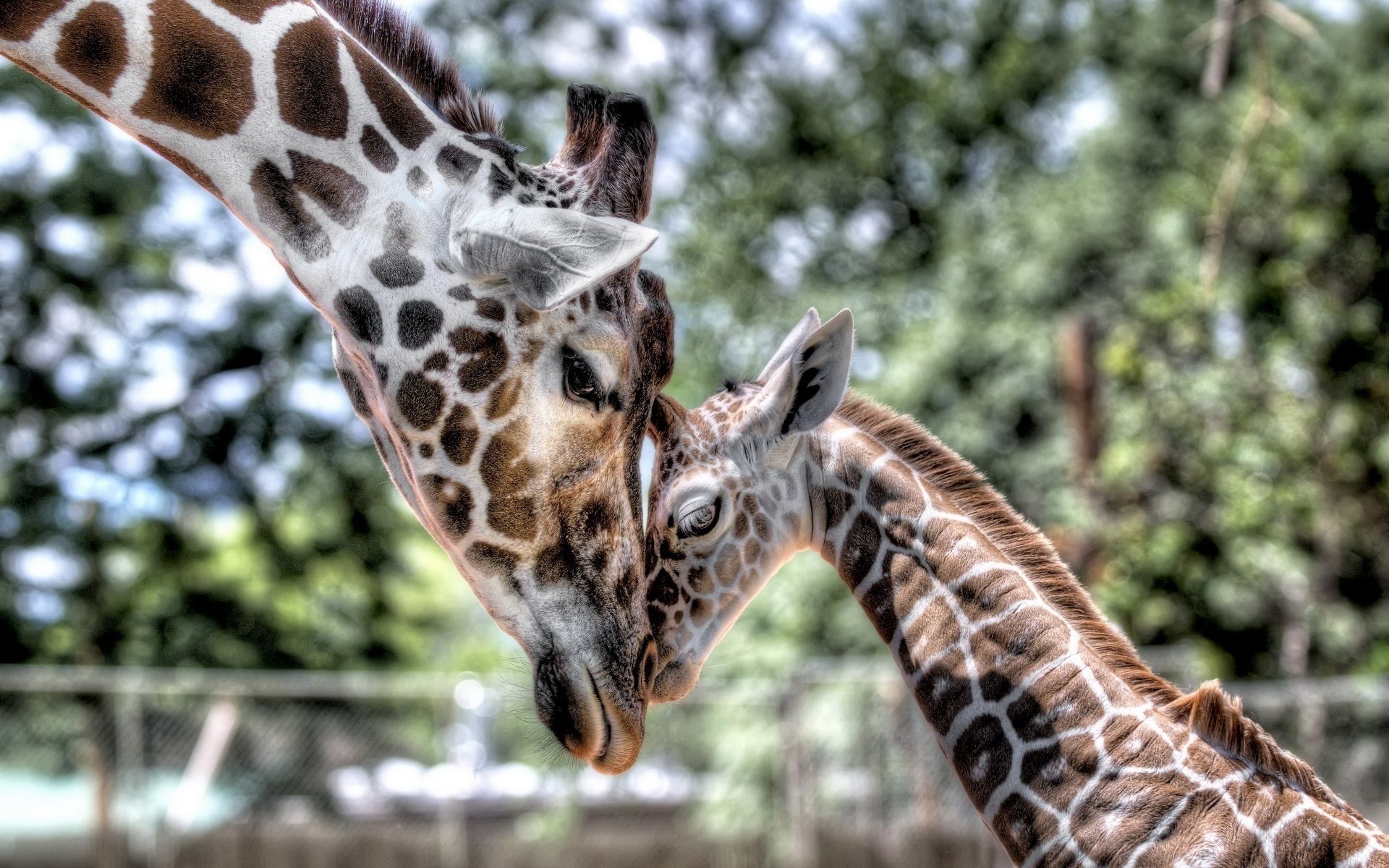 giraffe baby cub mom tenderne