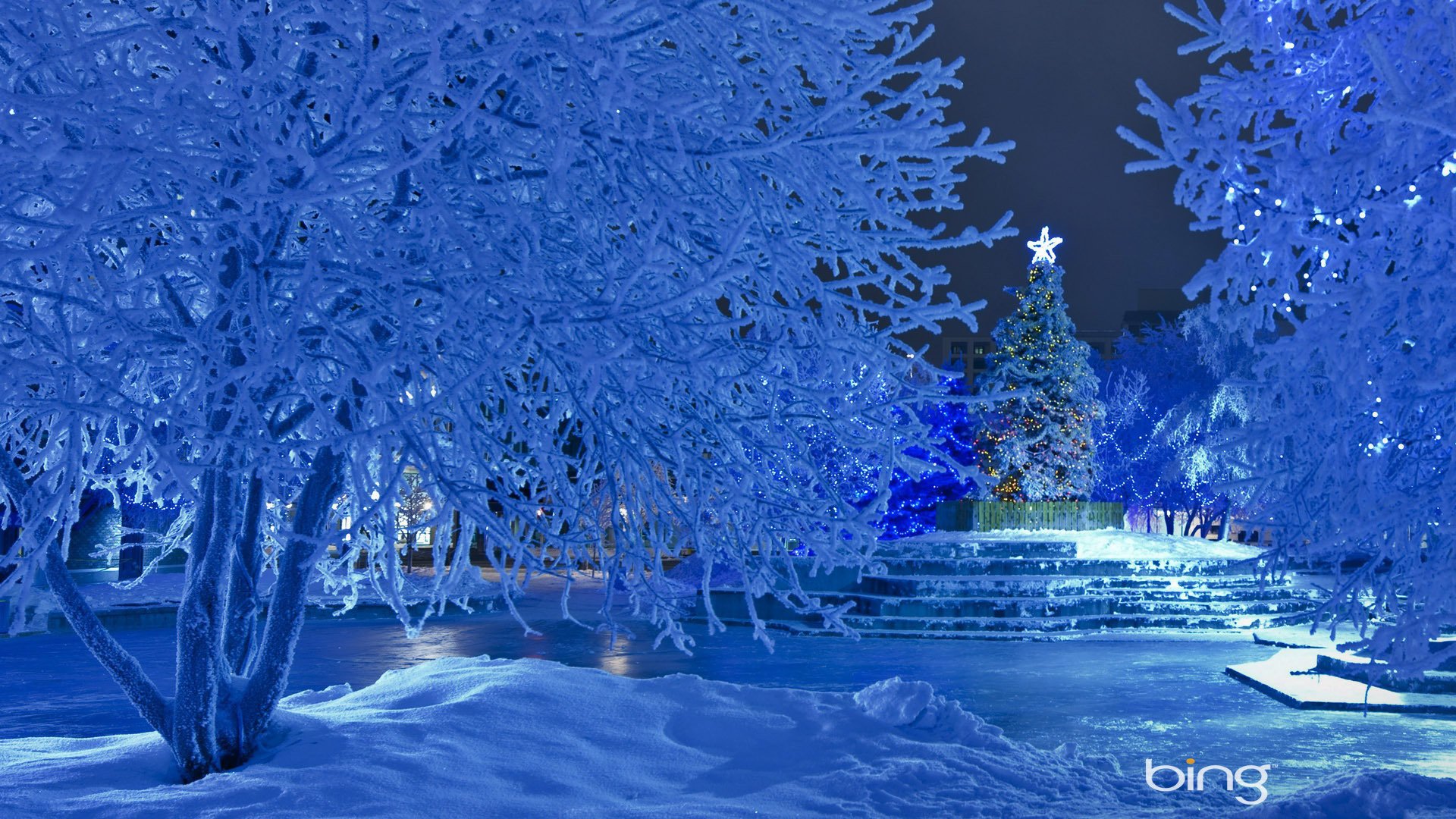 weihnachtsbaum neujahr schnee