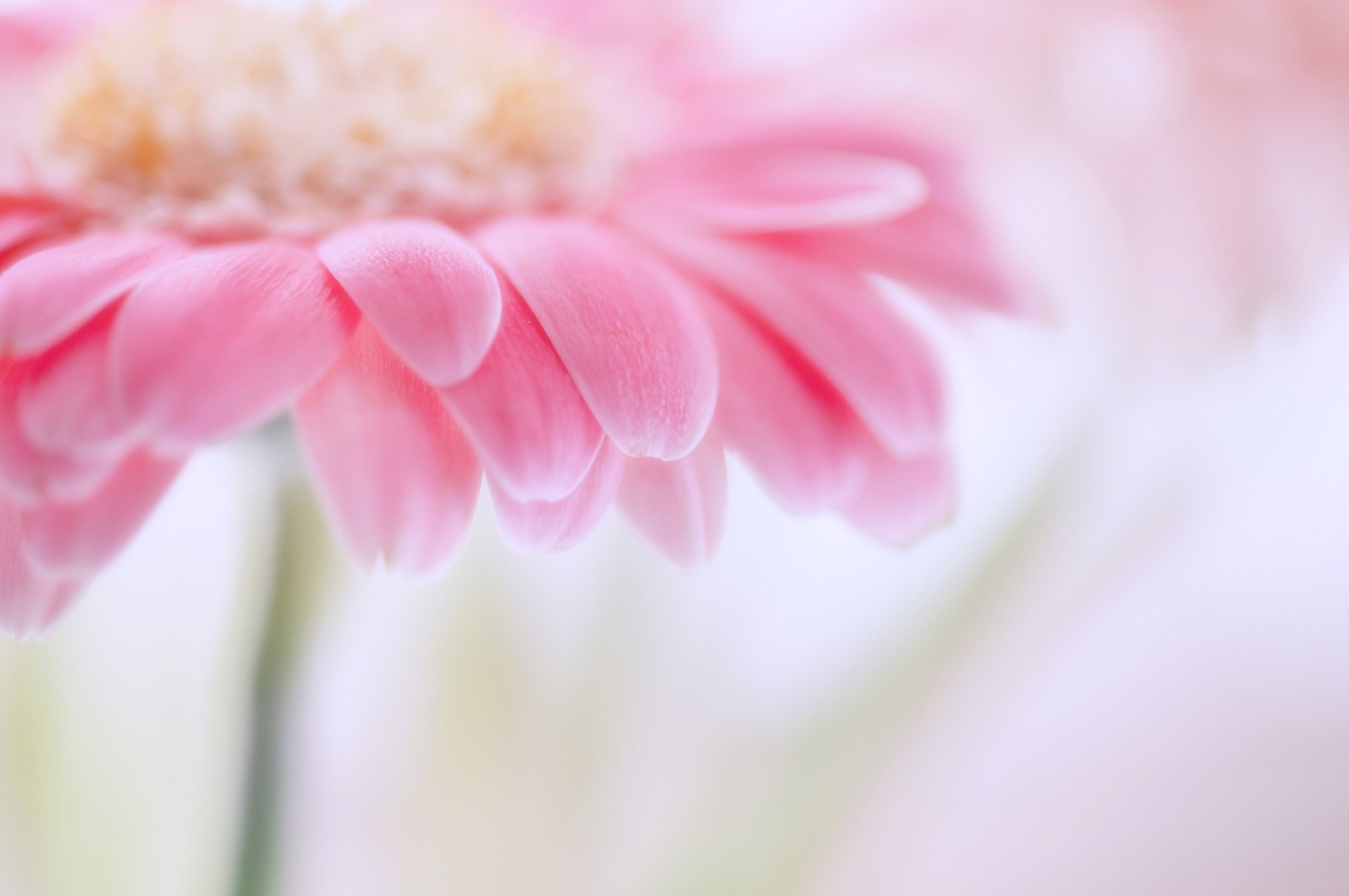 petals gerbera pink flower gently blur