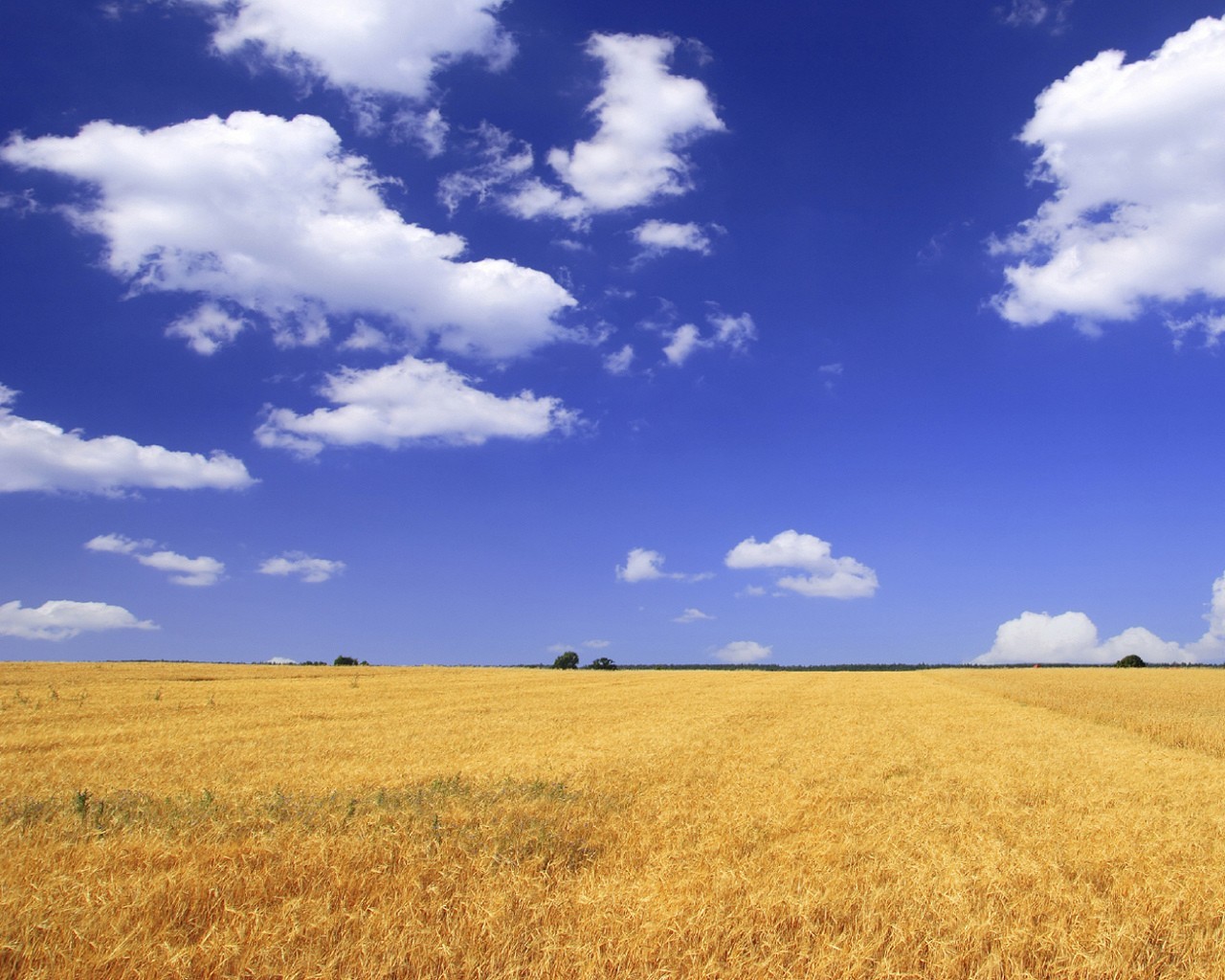 champ ciel nuages