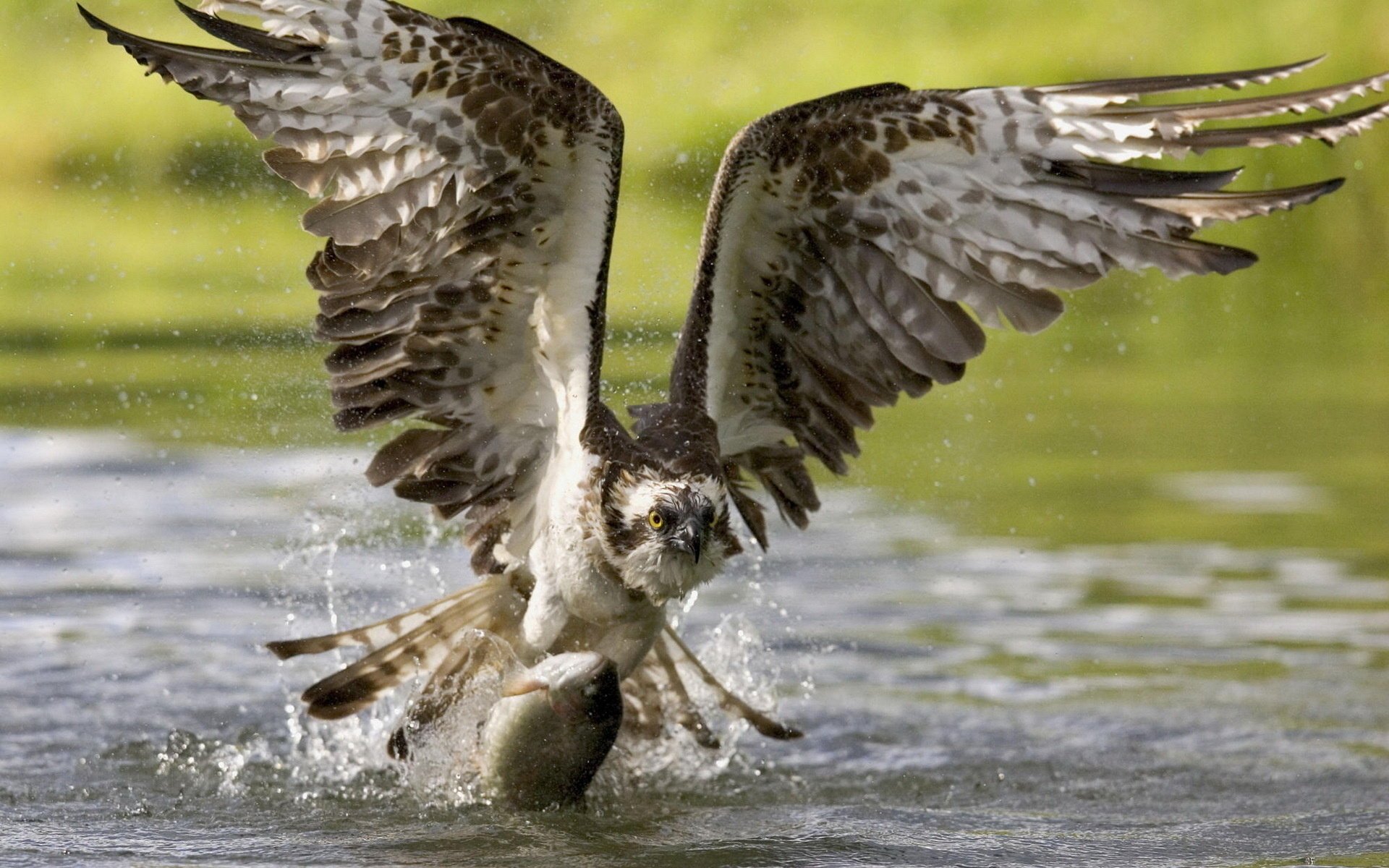 aigle pris poisson ailes chasse bec oiseau vol