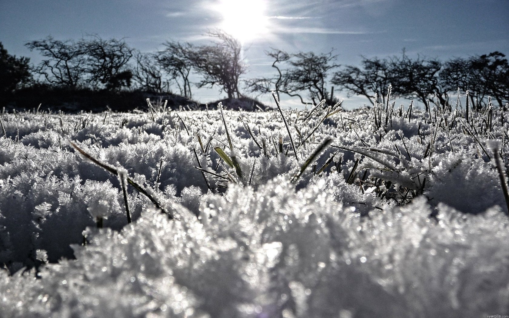 grass the sun ice frost snow