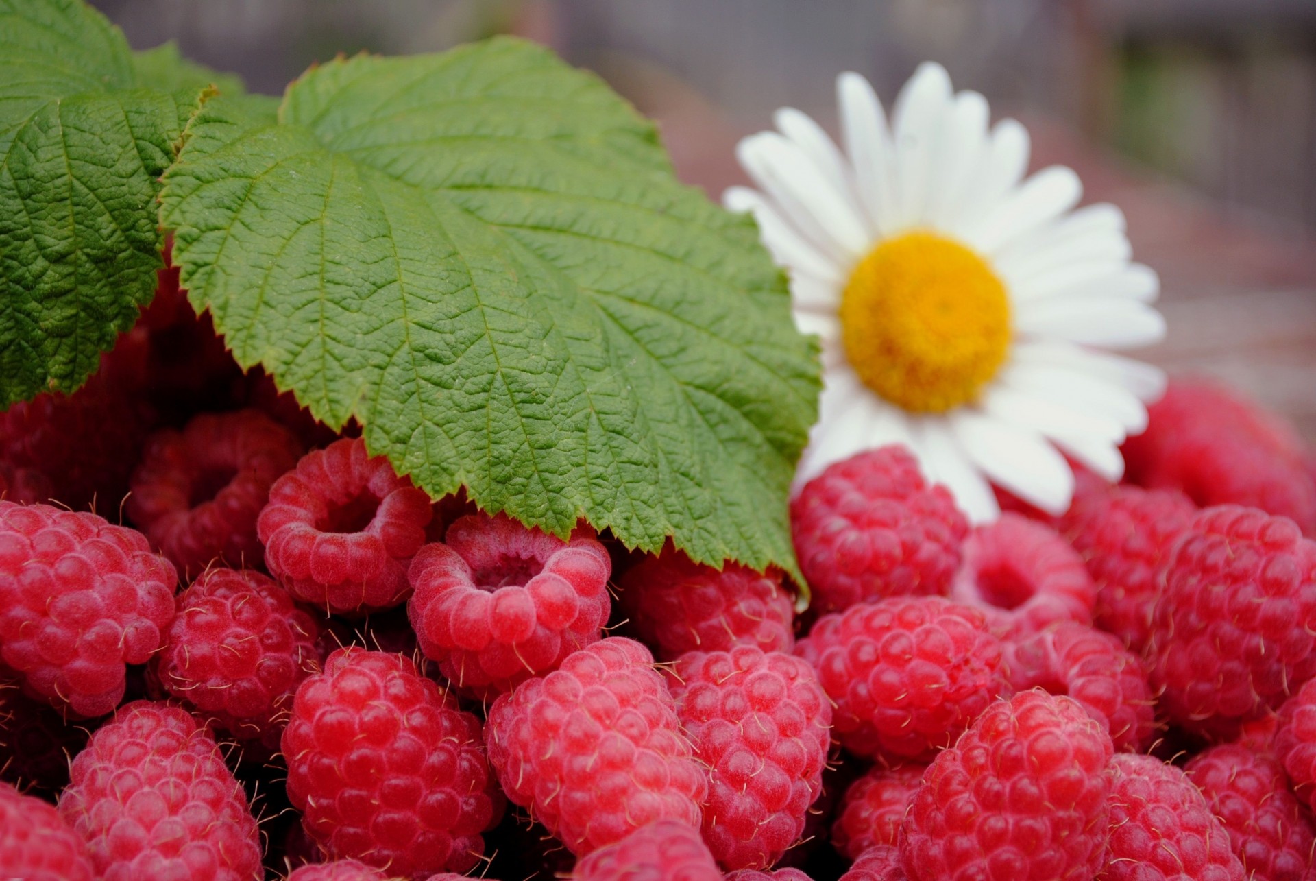 feuille baies framboises camomille