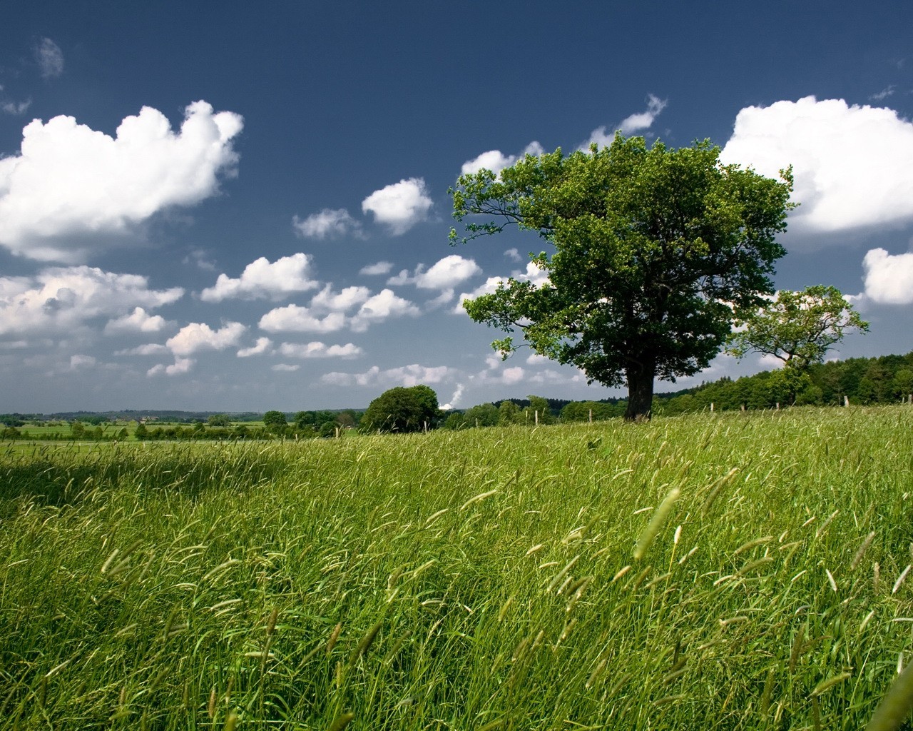 ciel champ arbre verdure