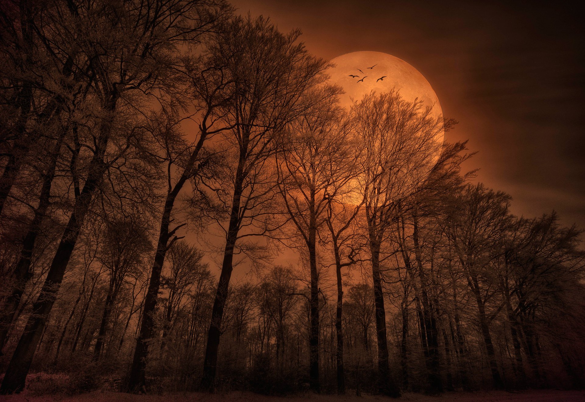 nature forest the evening the moon bird