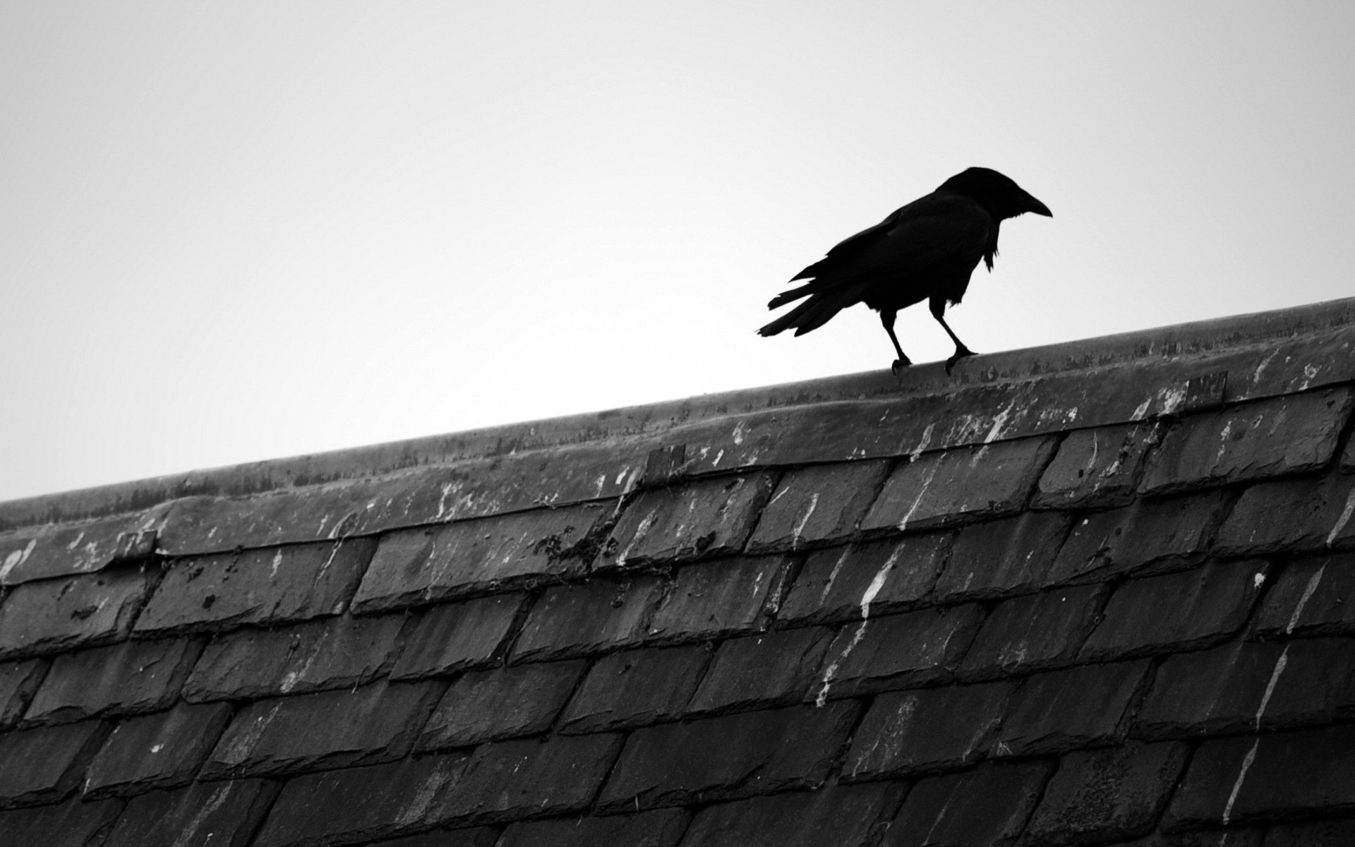 minimalism raven roof