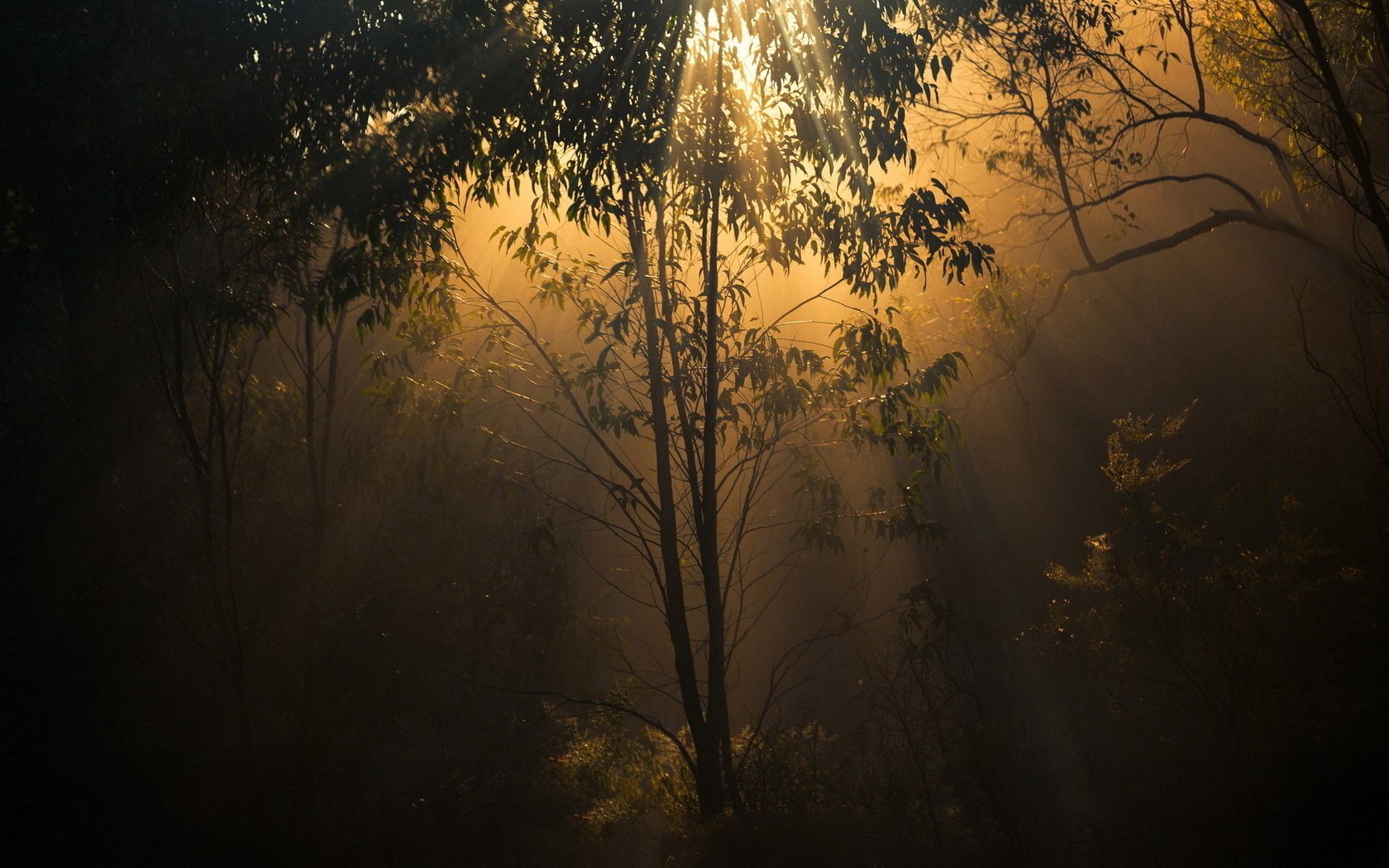 natura luce alberi foresta crepuscolo