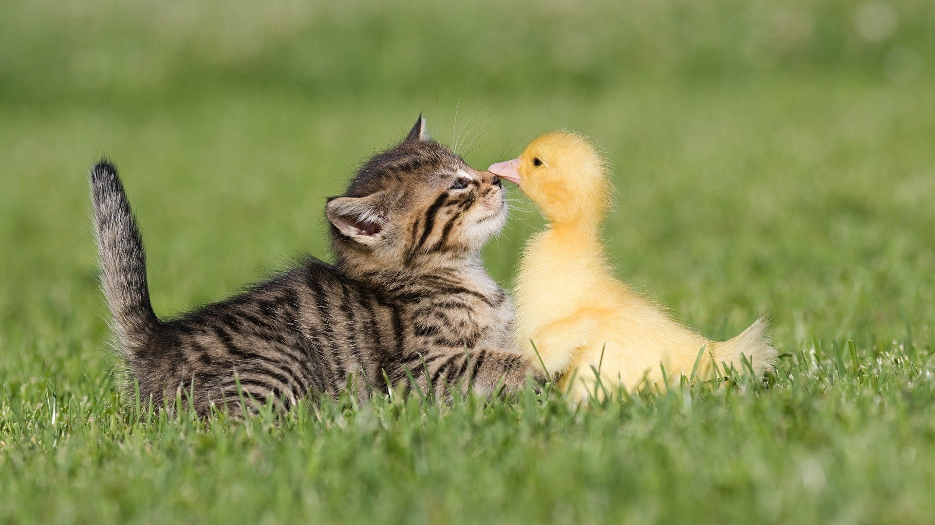 friendship grass duck kitty