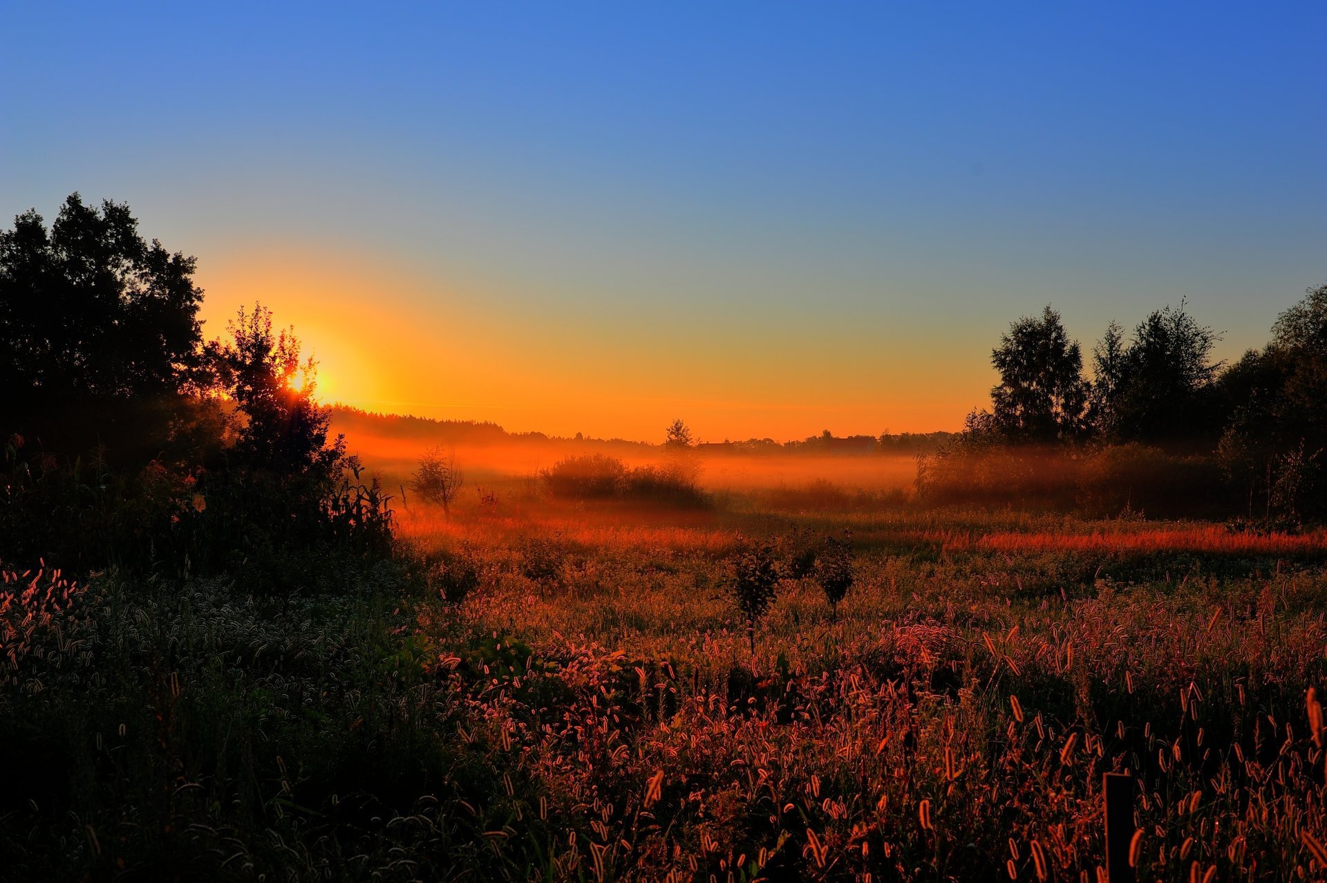 aube tôt le matin brouillard soleil forêt