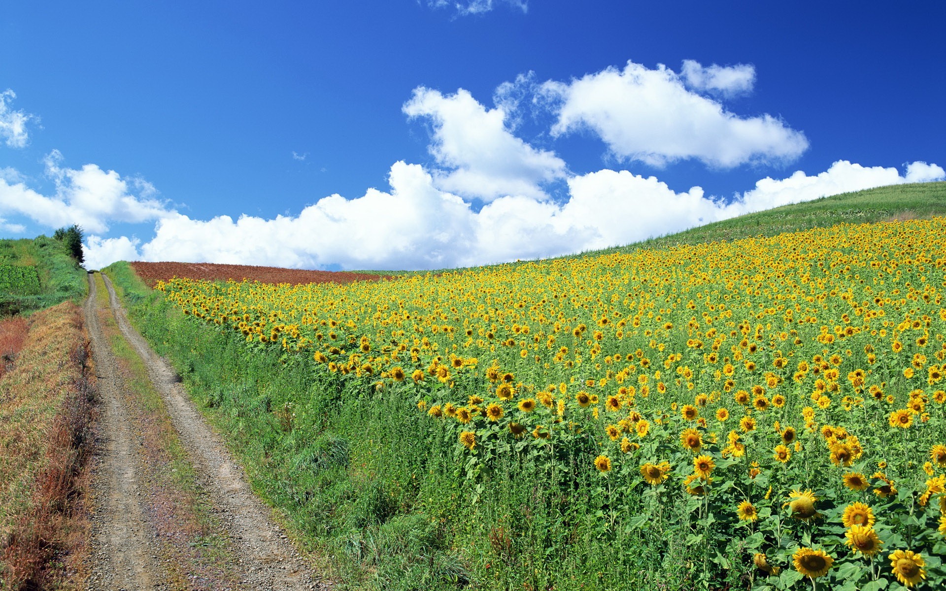 girasoles carretera nubes