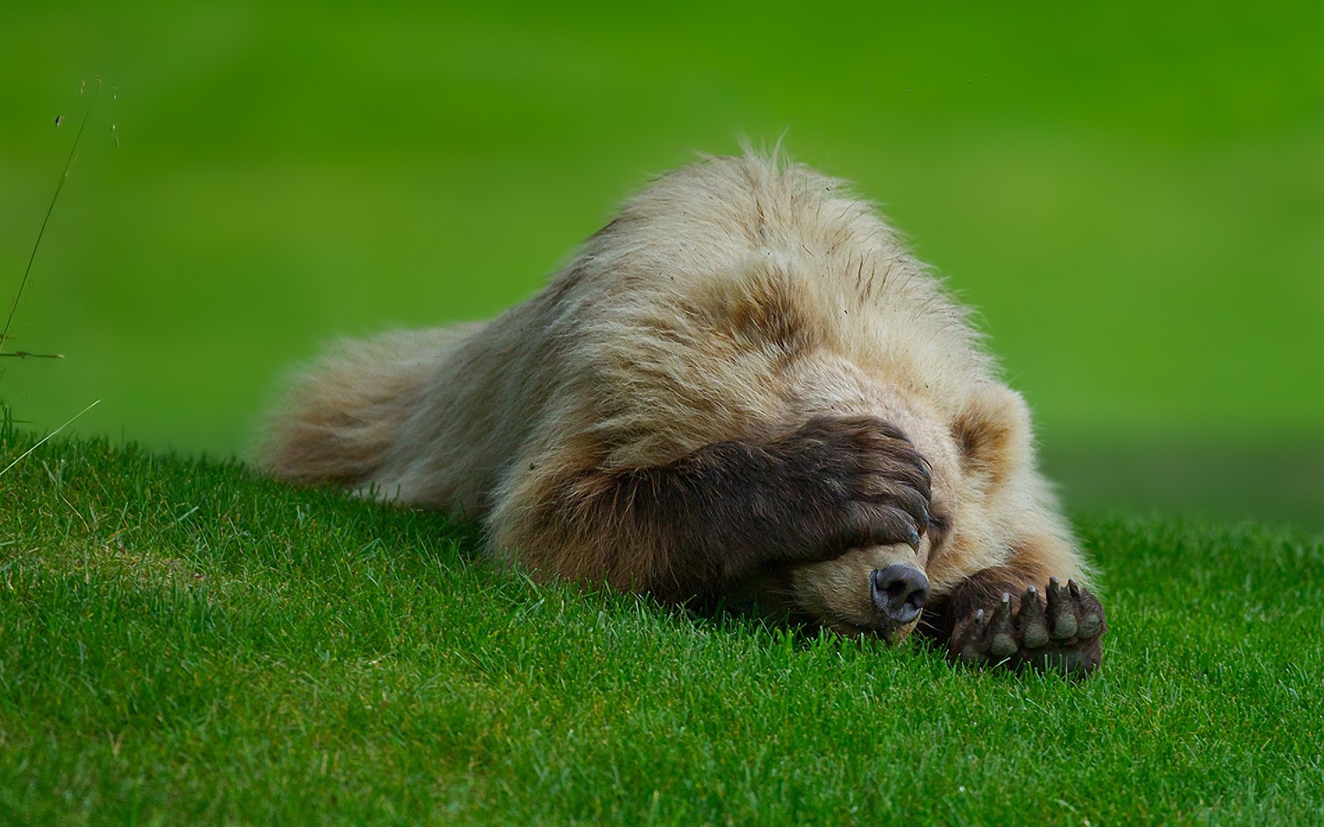 honte ours badun patte herbe pelouse griffes