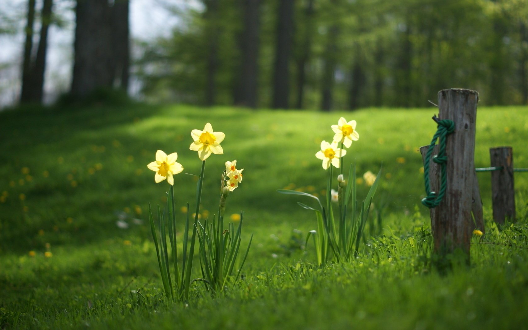 narcisos claro verano hierba bosque