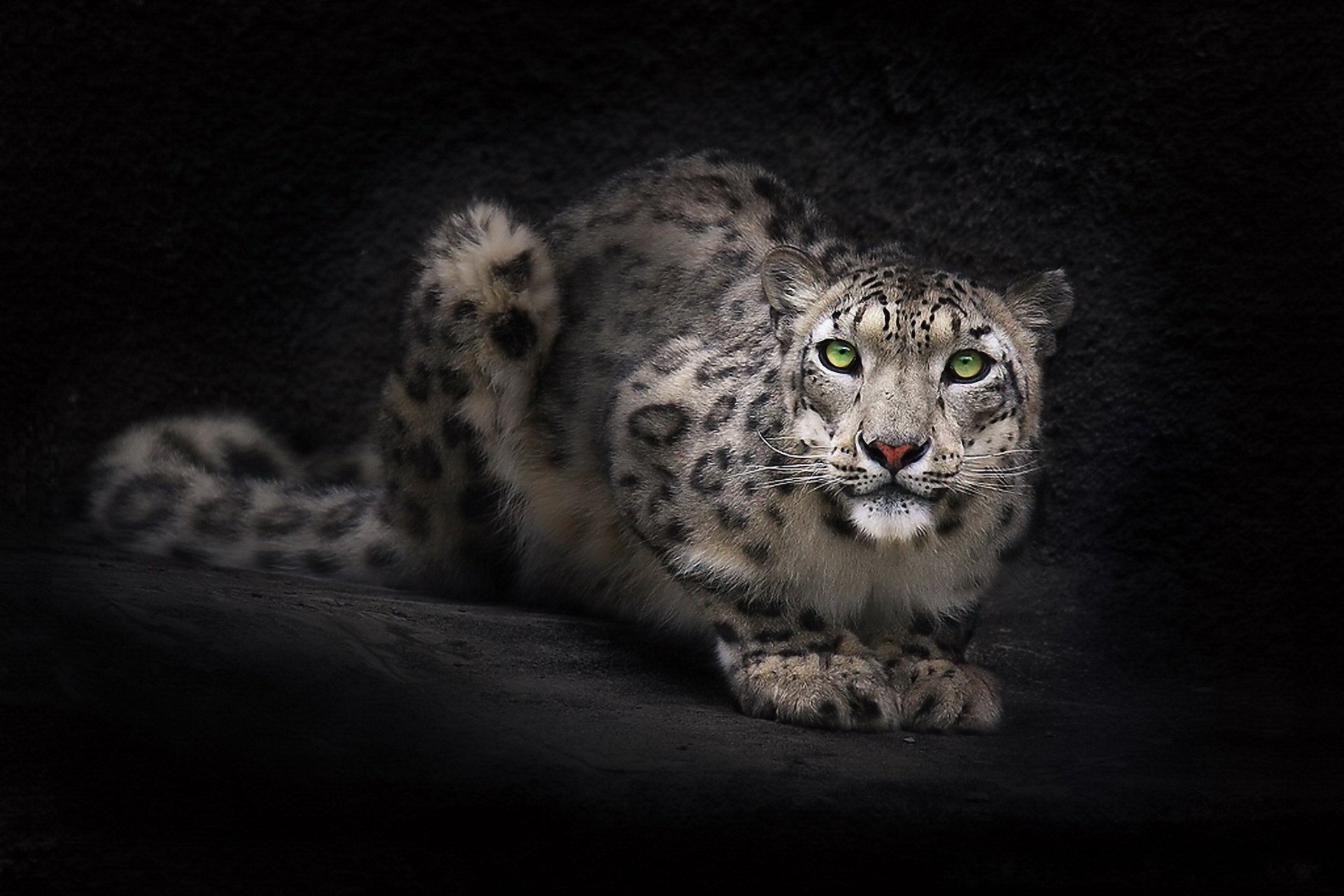 leopardo de las nieves oscuro hocico irbis fondo de pantalla fondo mirada