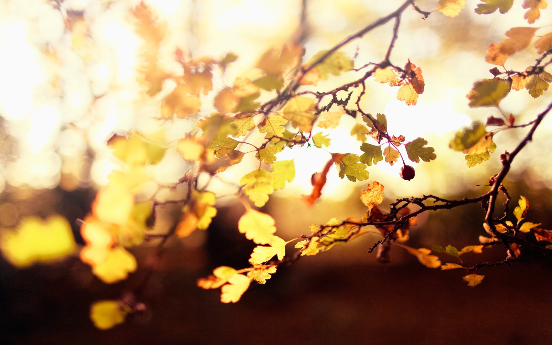 árbol amarillo bayas hojas otoño