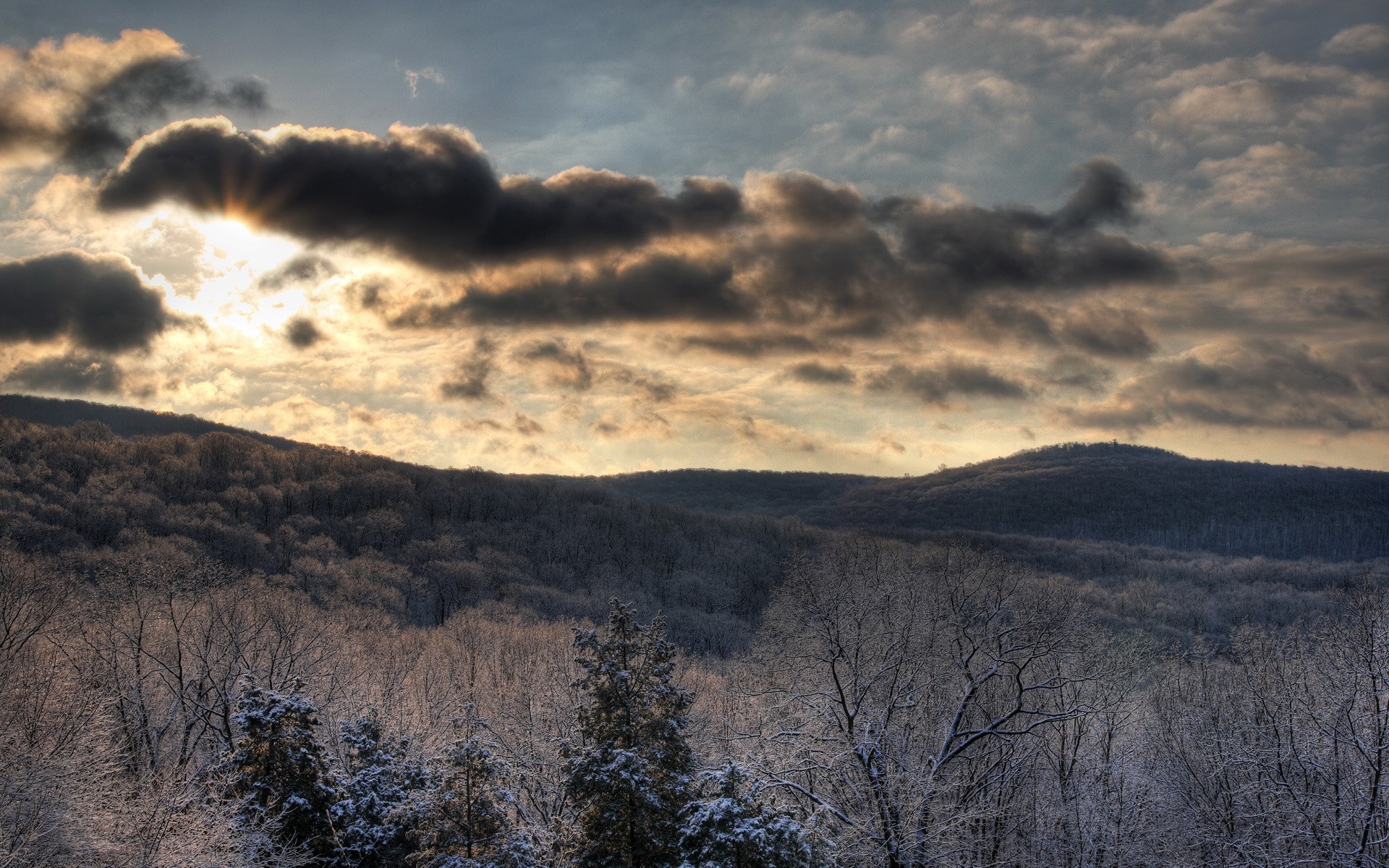 ky forest sun winter