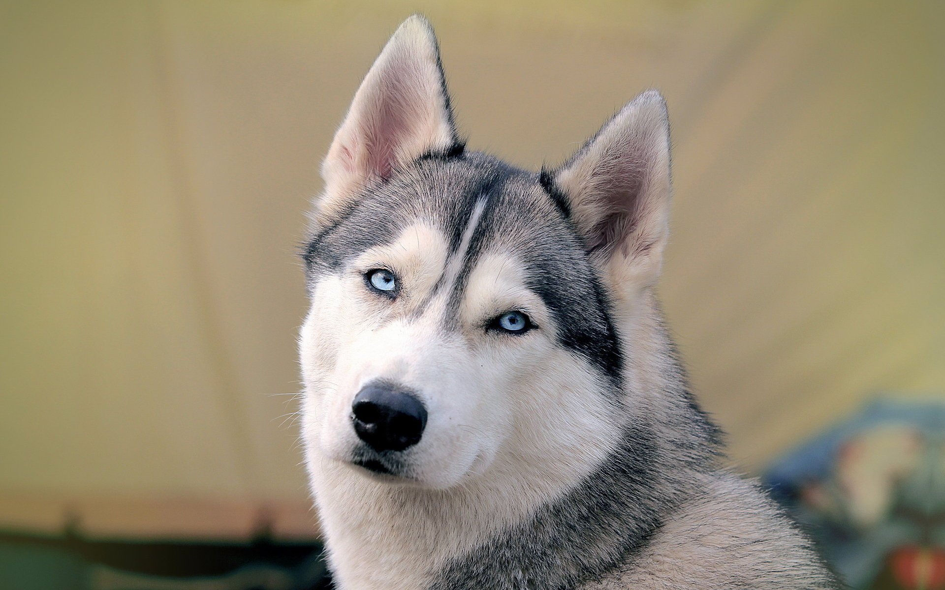 husk sibérien chien fond