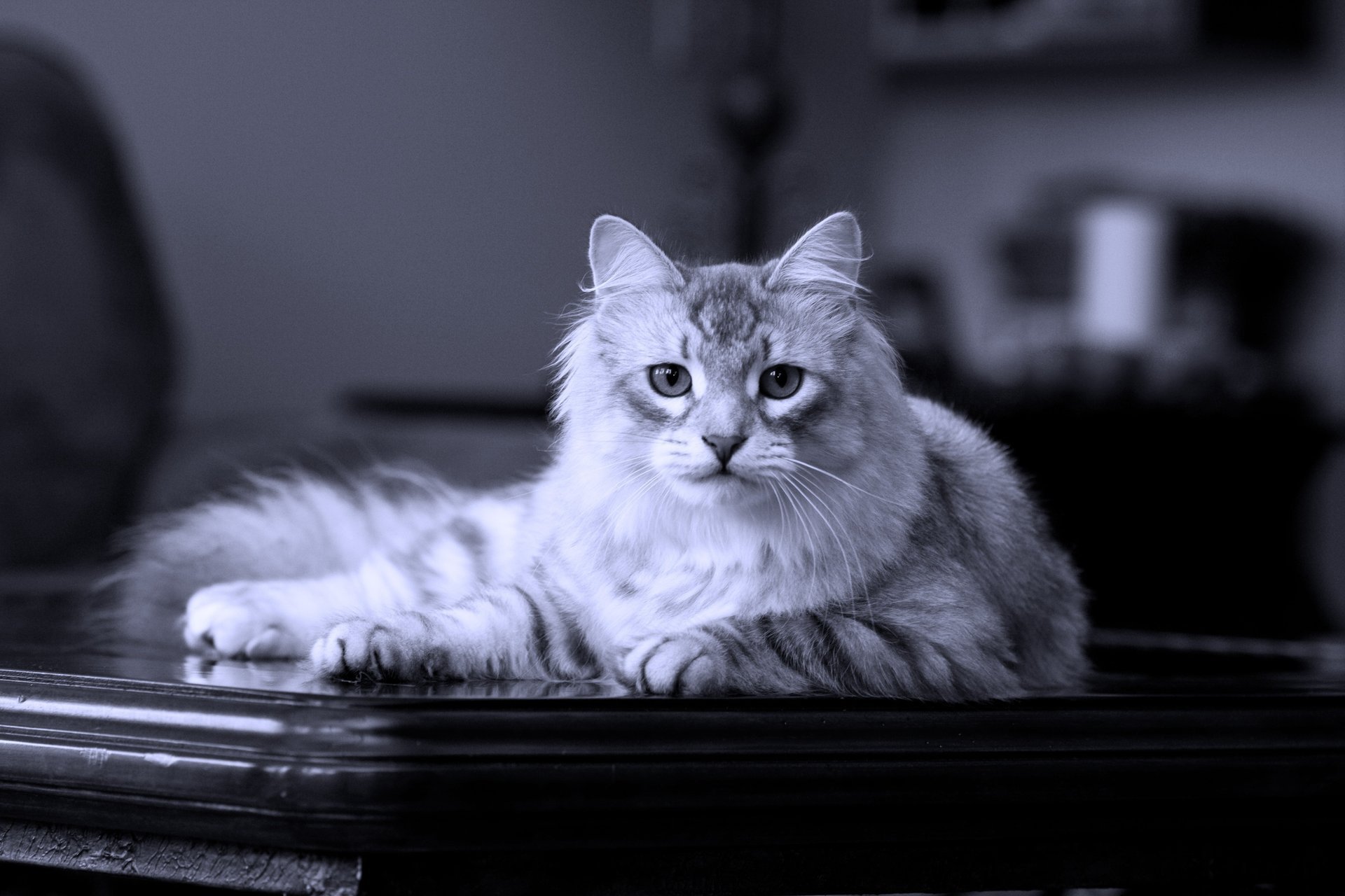 sibérien chat sur la table pur-sang couché