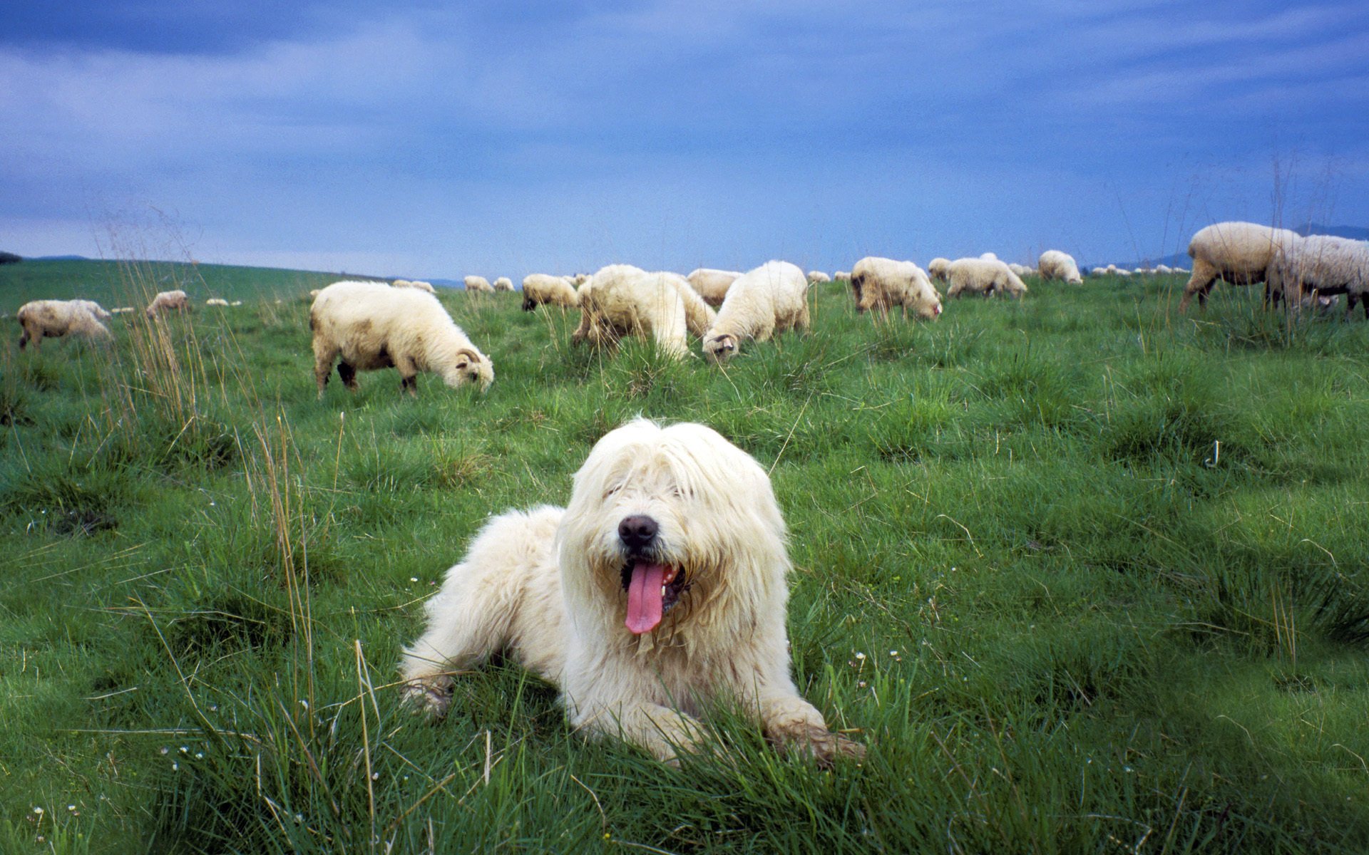 chien de berger polonais sheepdog pâturage moutons chien