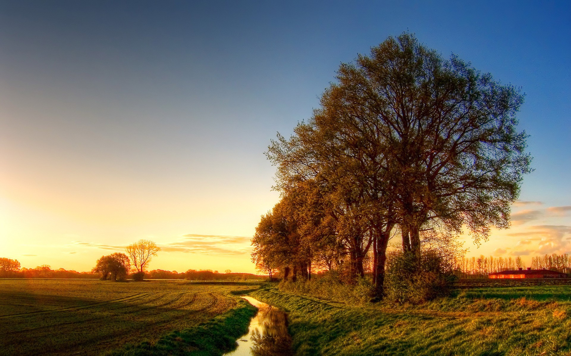 ciel arbres champ