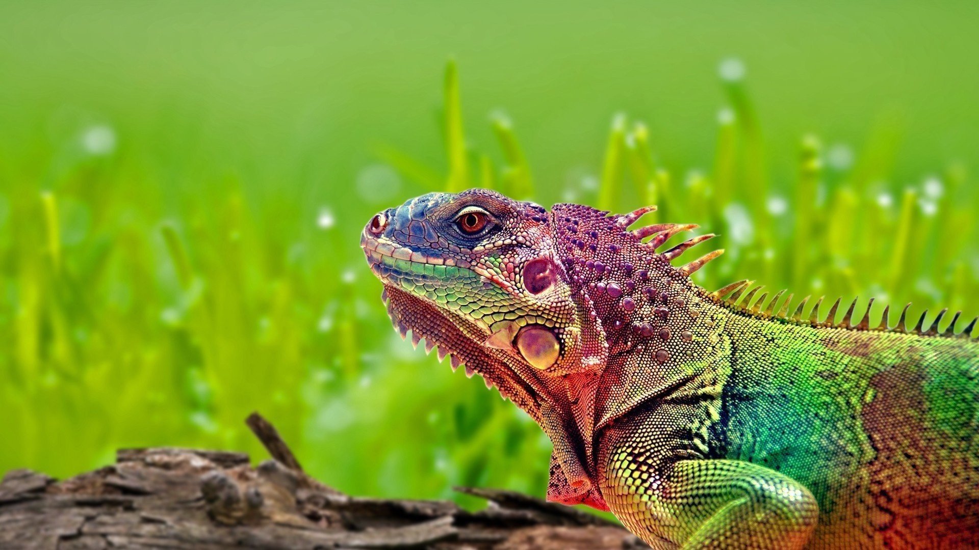 leguan regenbogen eidechse