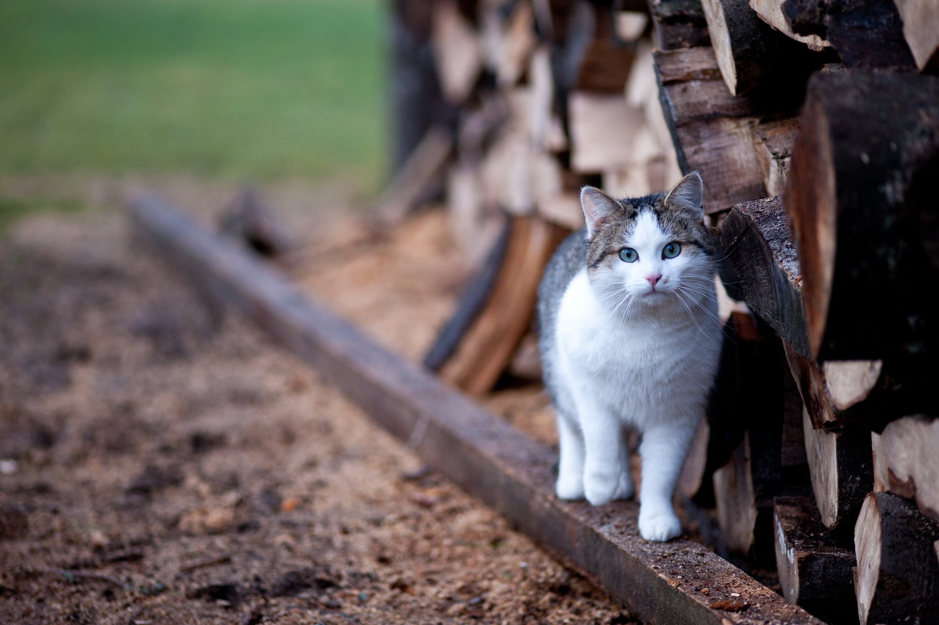 journaux chat flou yeux