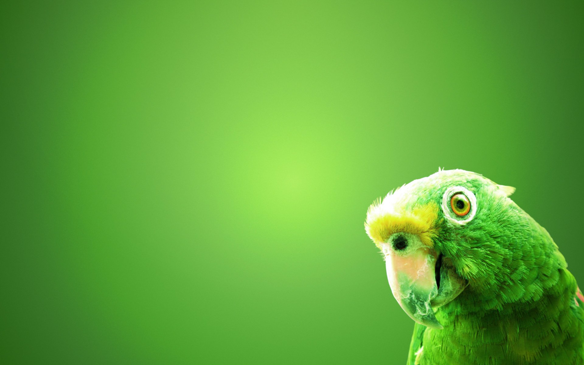 bird green parrot background