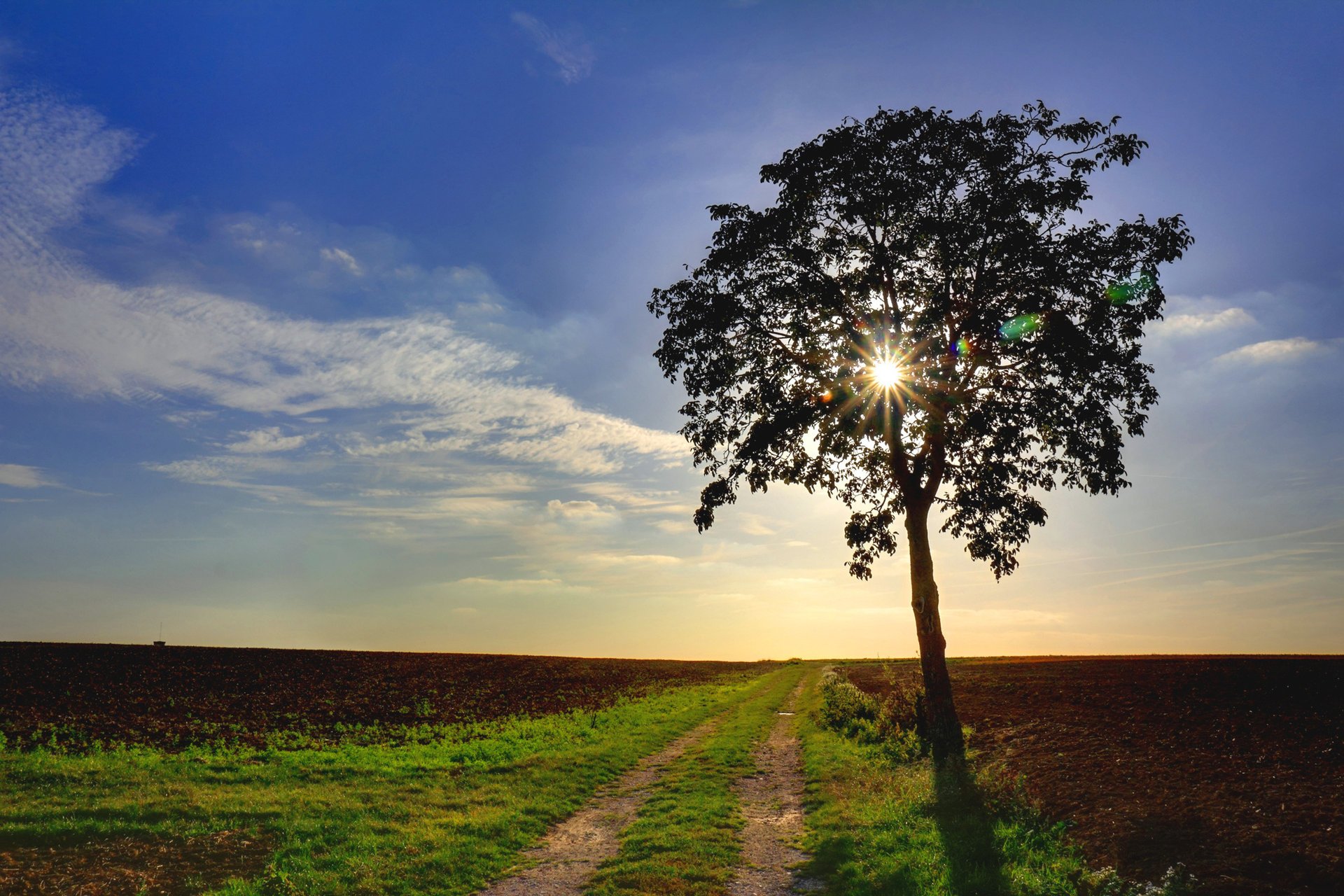 nature road tree field