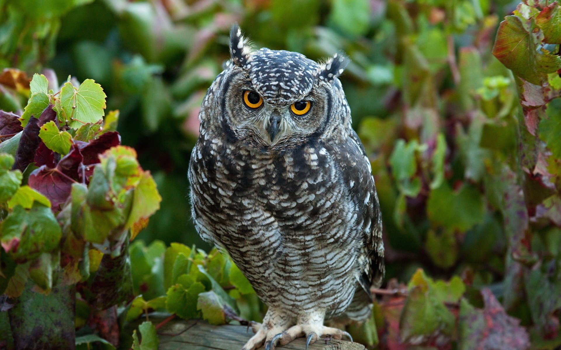 bird owl owl leaves log view forest plumage