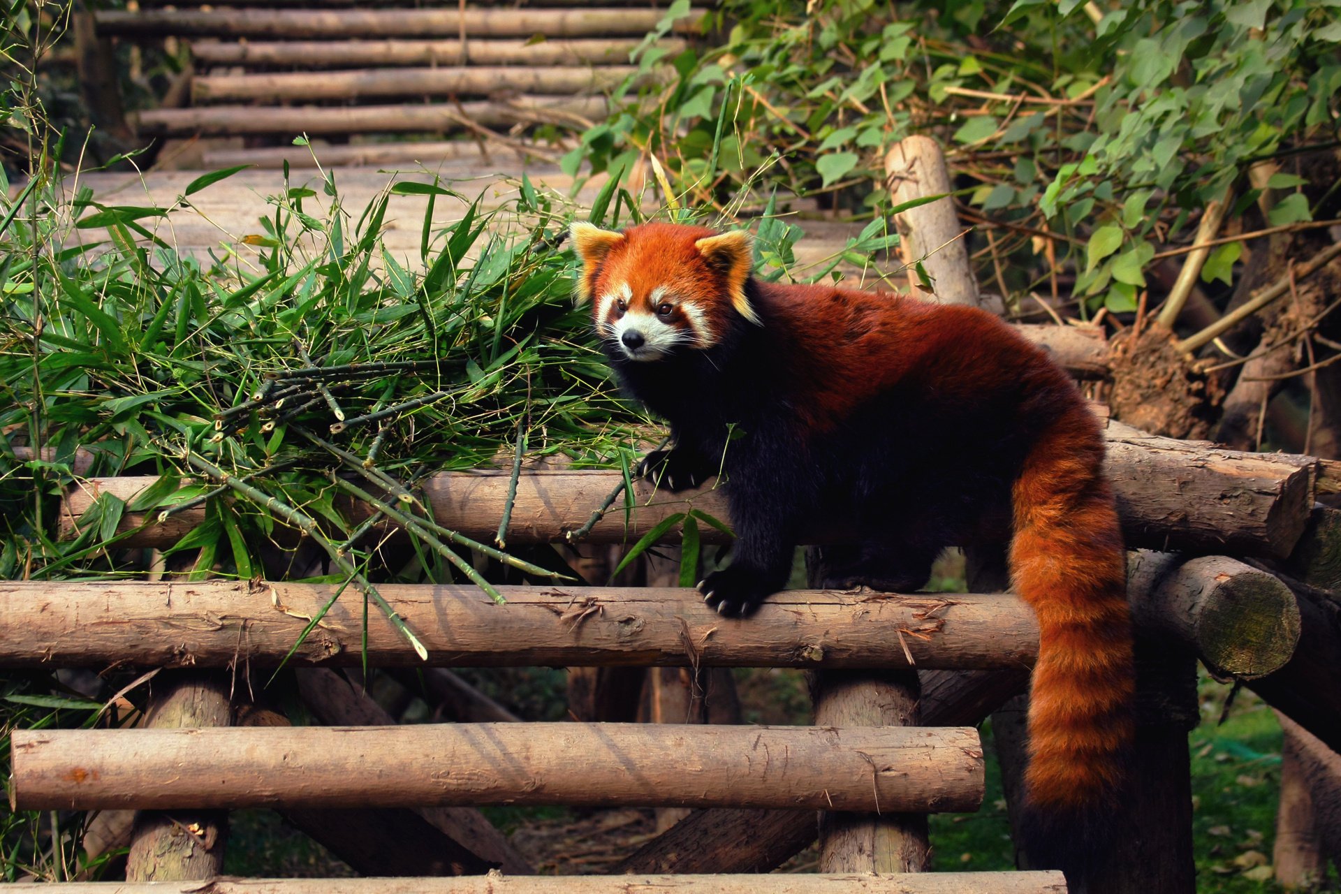 red in firefox zoo panda