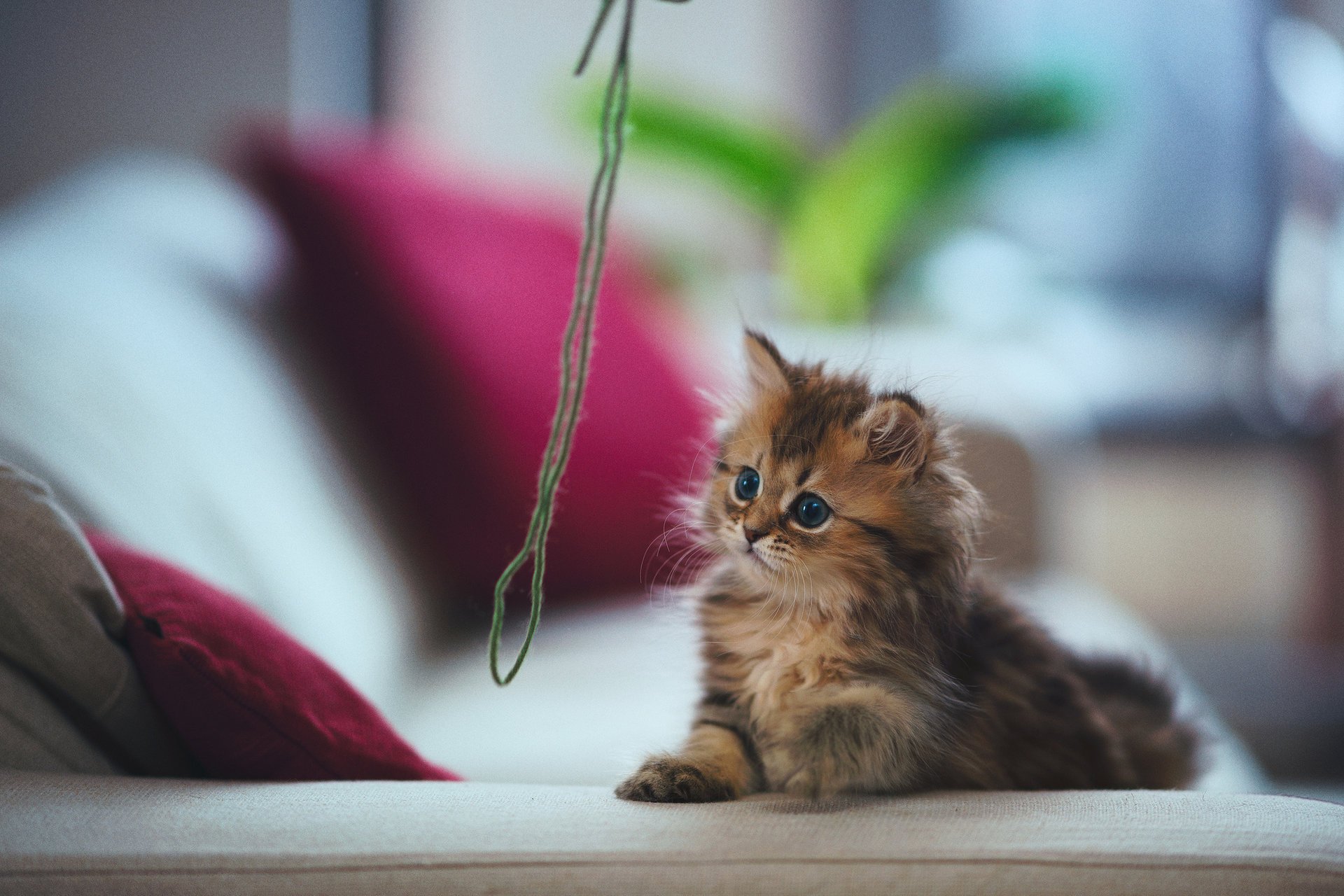 daisy gatto gioco filo ben torode gattino cuscino divano