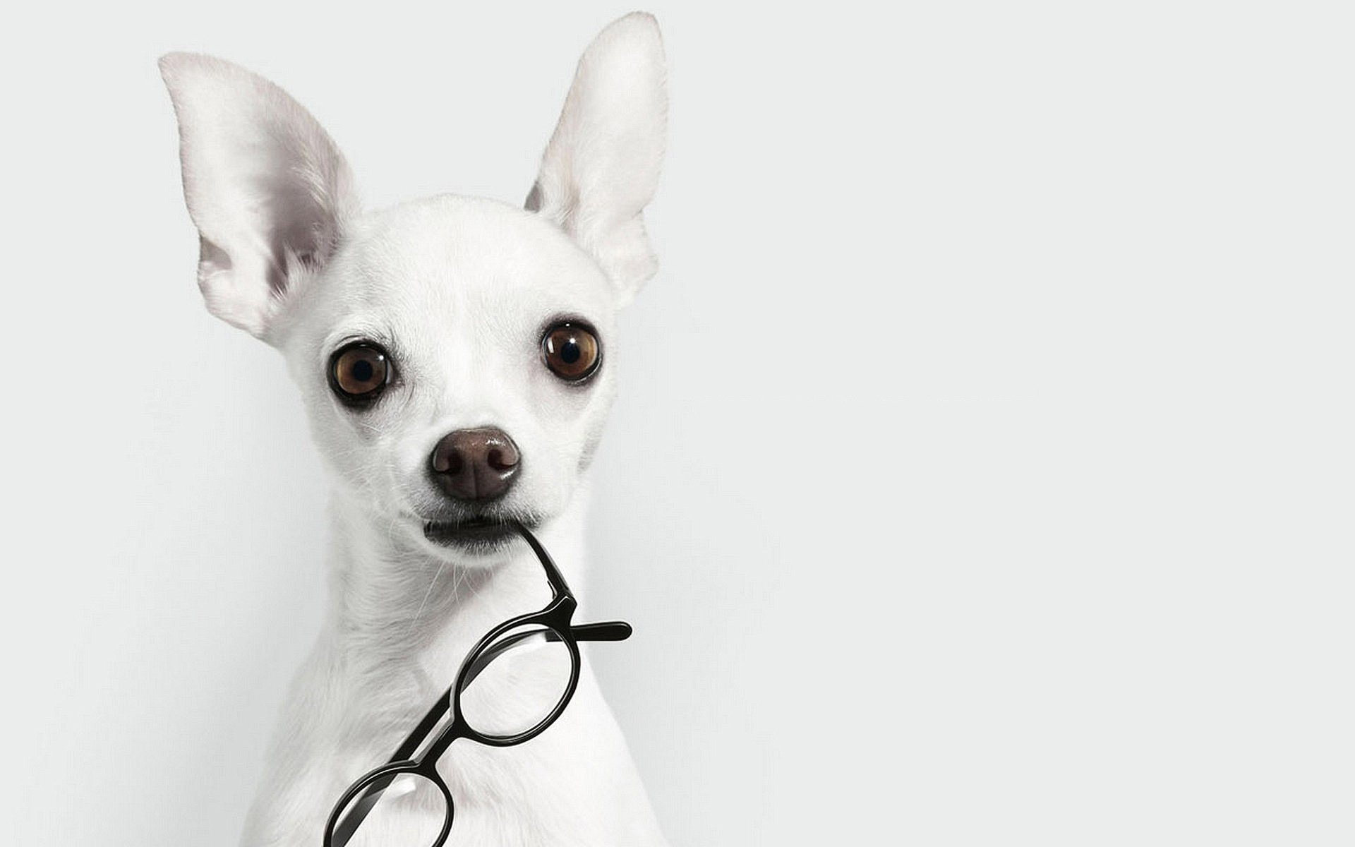 hund brille ohren blick schnauze