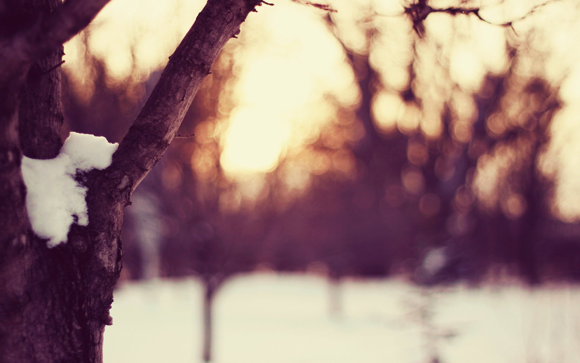 jahreszeit winter schnee wetter schnee baum abend