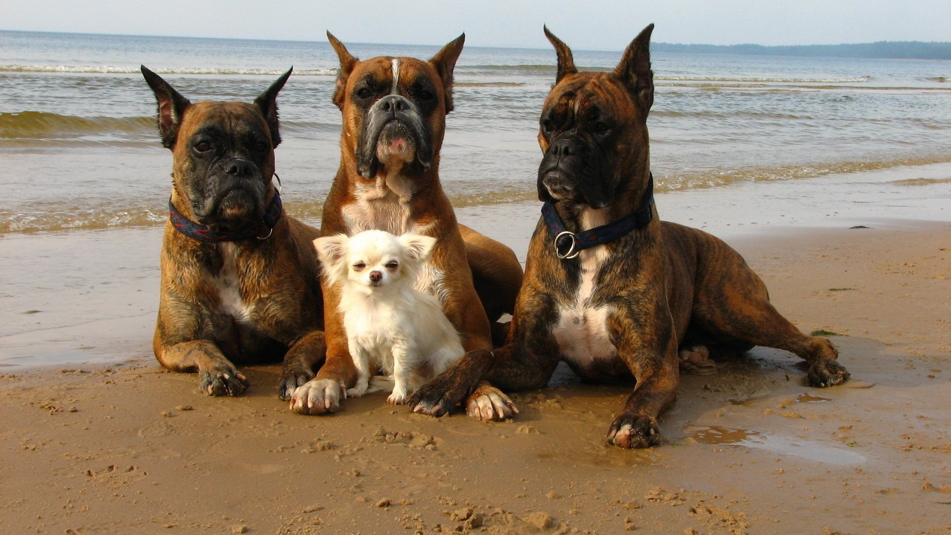 dogs security sea walk shore