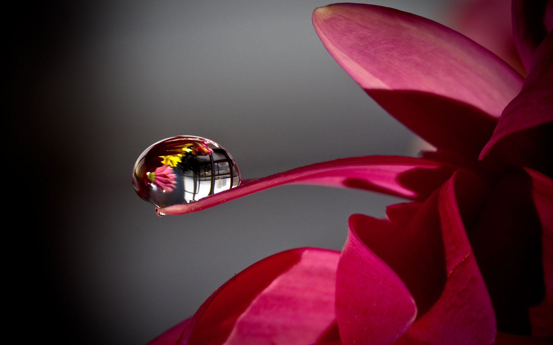 flower water rosa drop