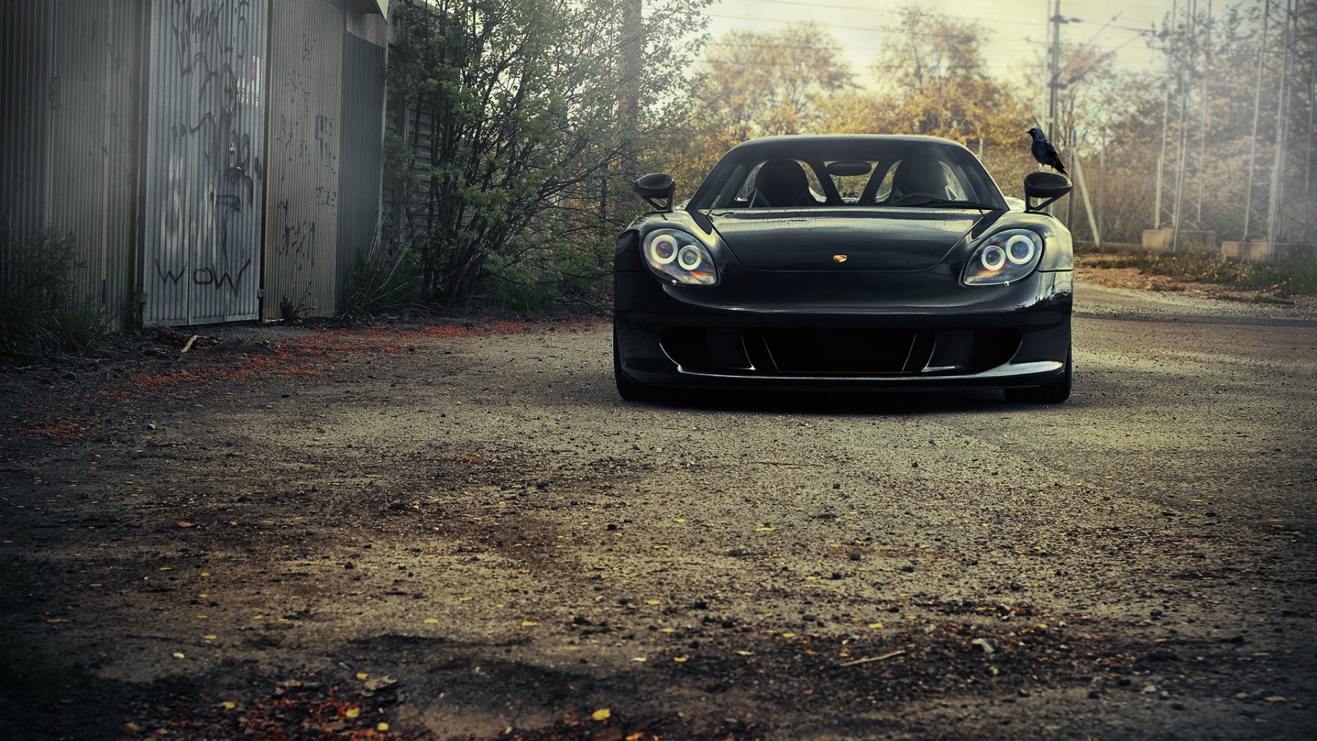 porsche porsche oiseau voiture porsche carrera gt