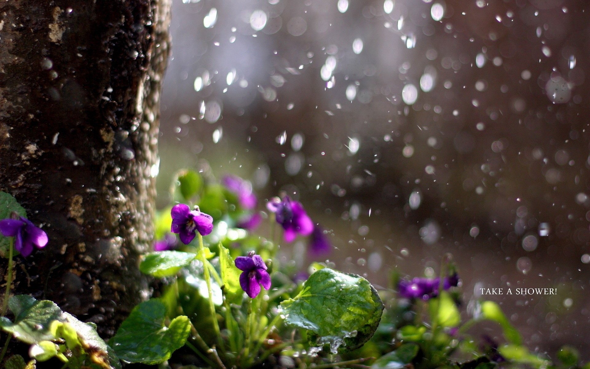 kwiaty natura deszcz