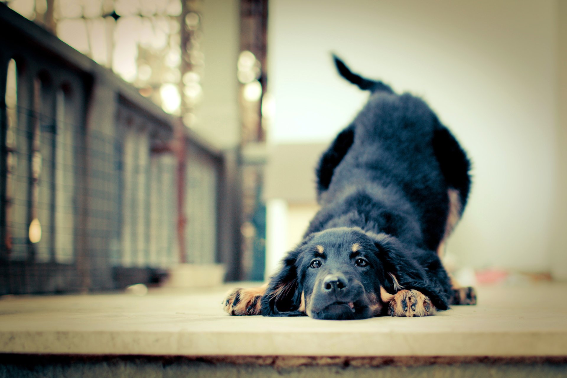 puppy friendship devotion