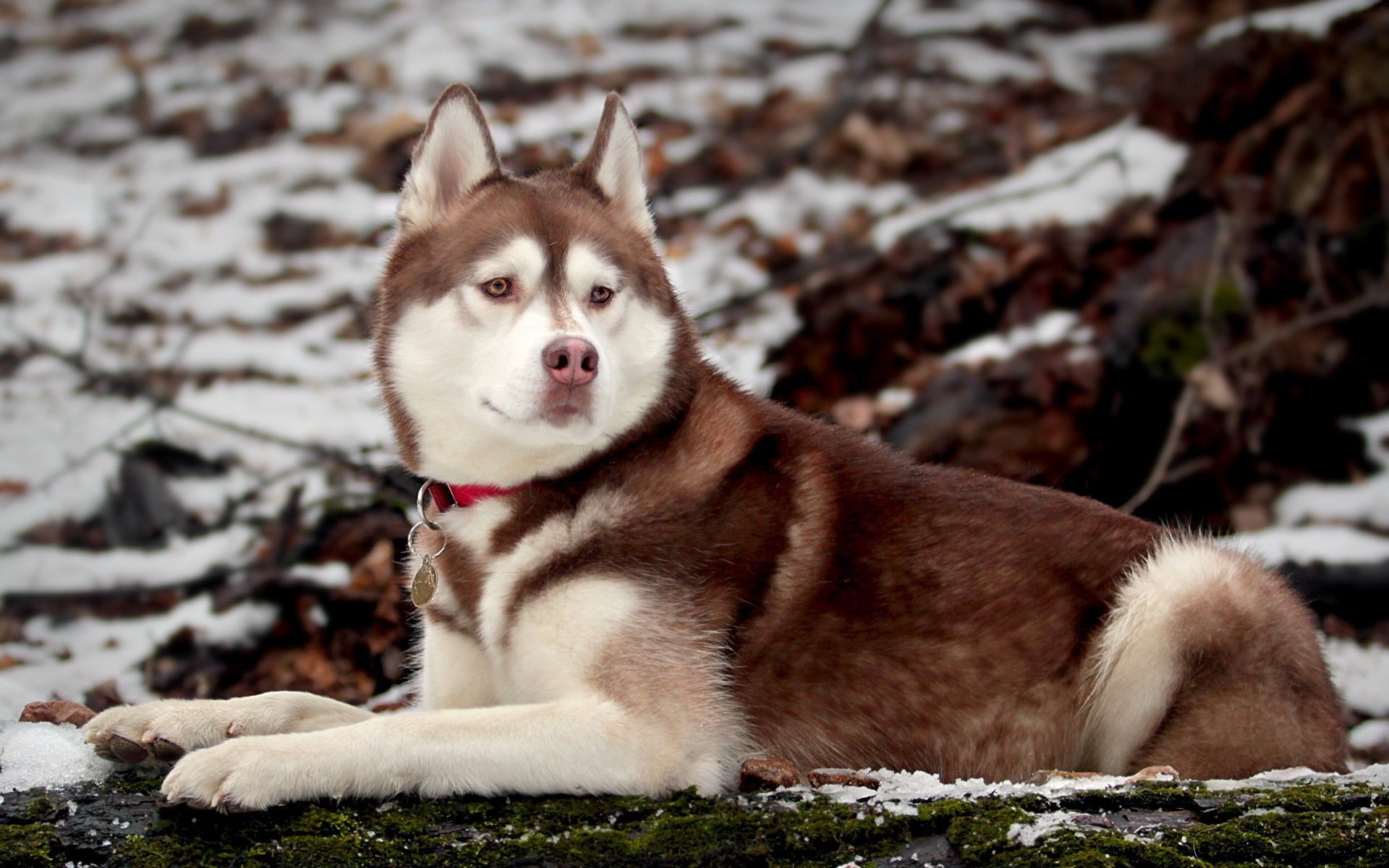 chien nature husky