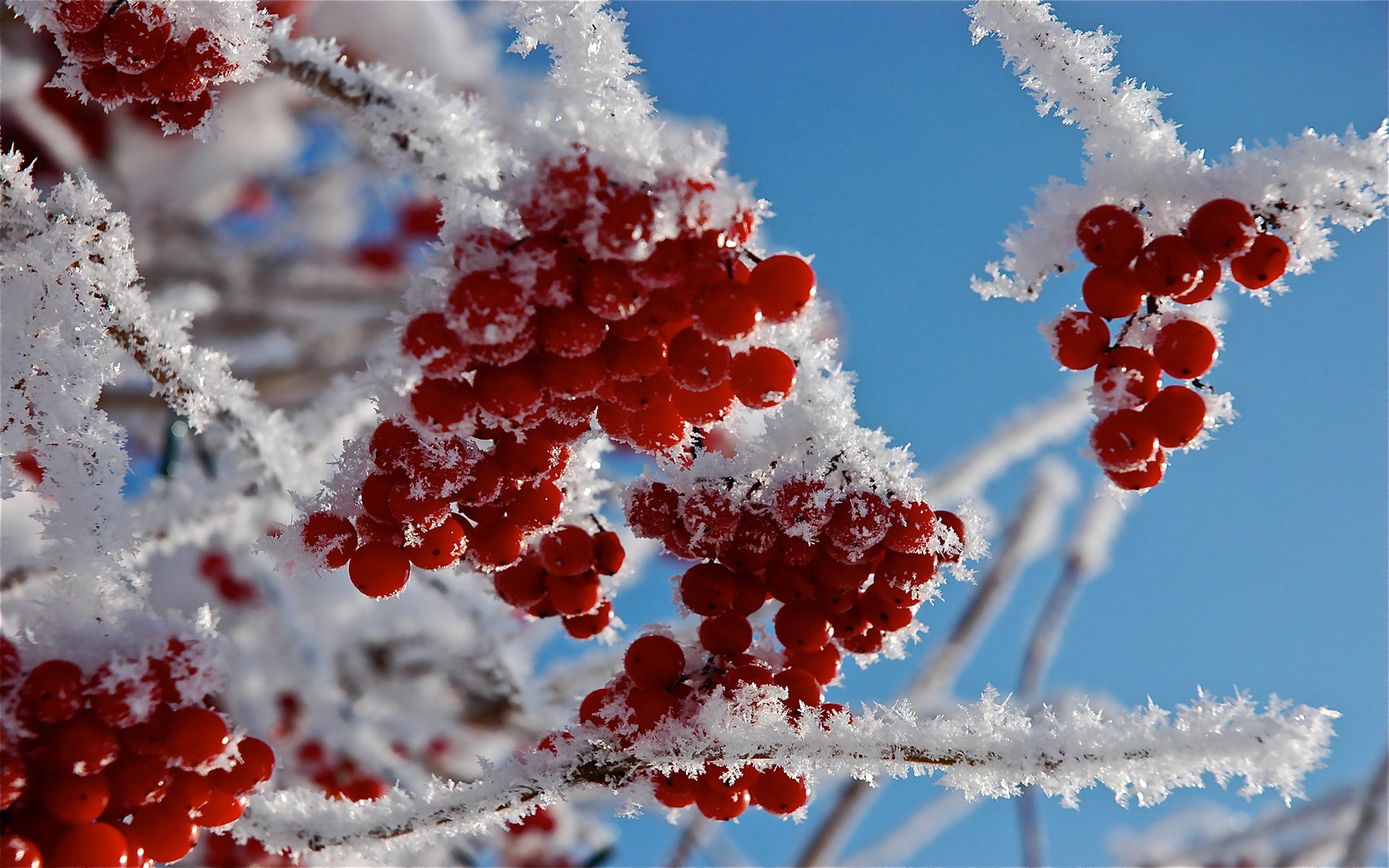 makro zweige beeren frost schnee