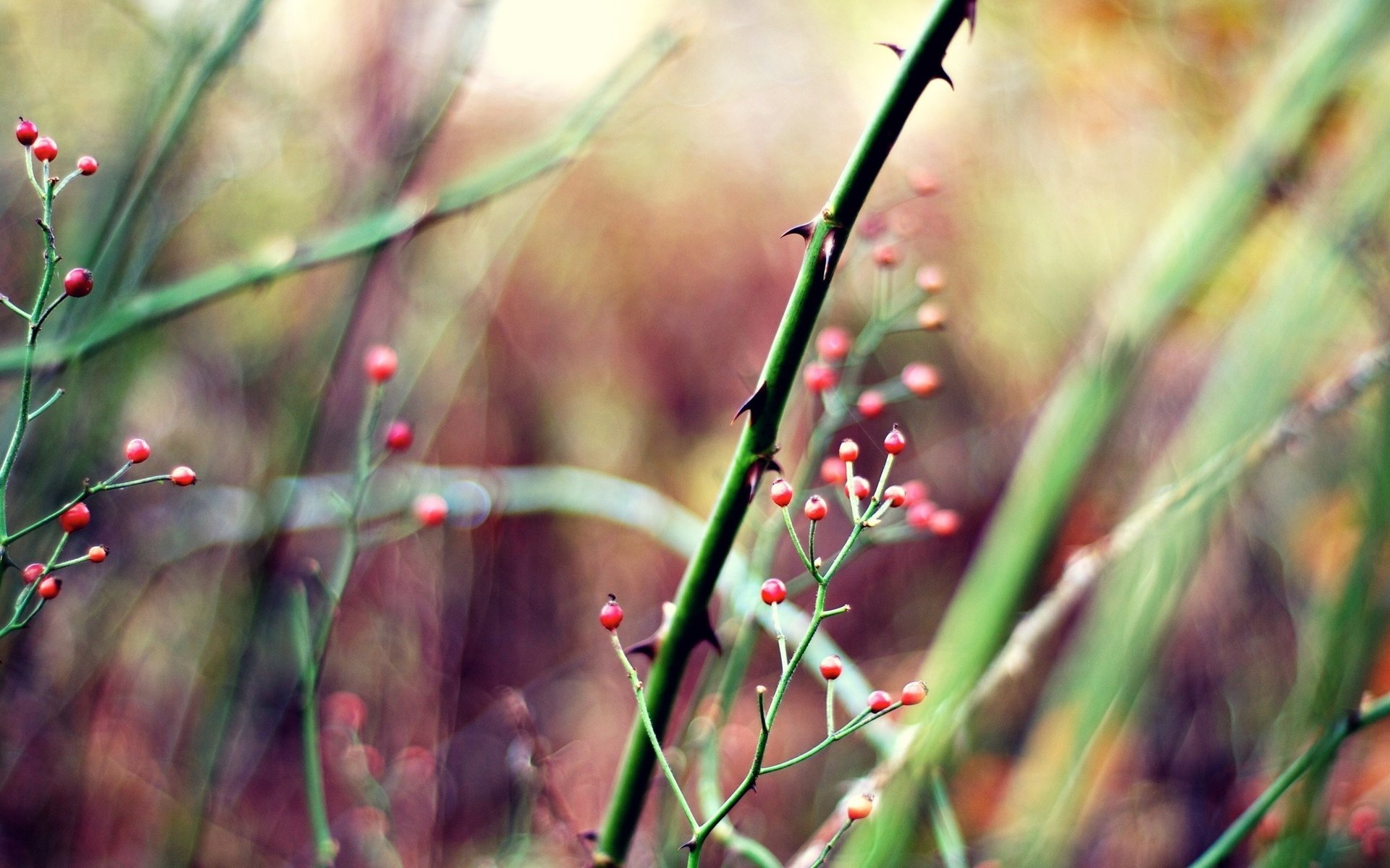 macro plants spikes red berries berrie