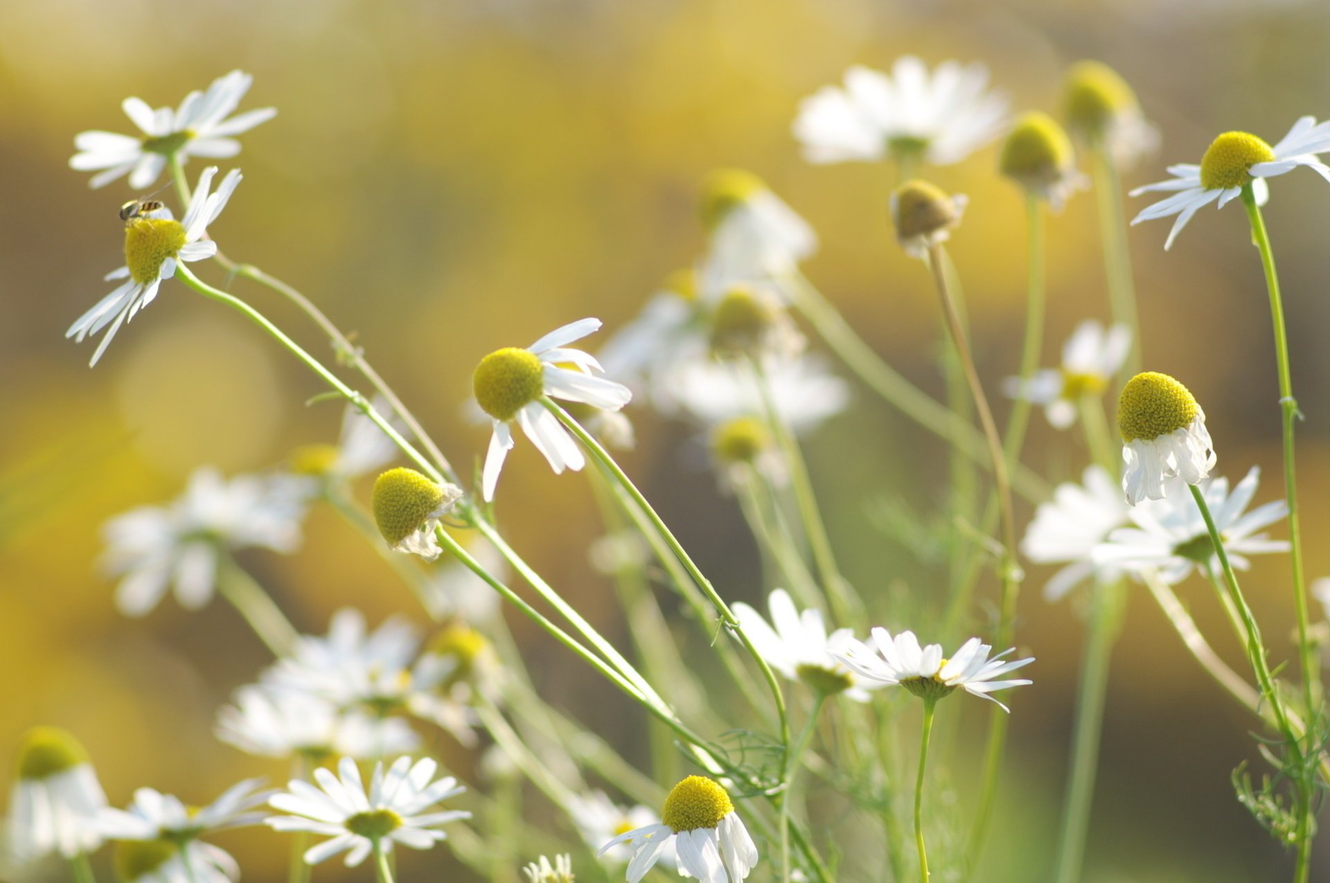 flowers white chamomile petal