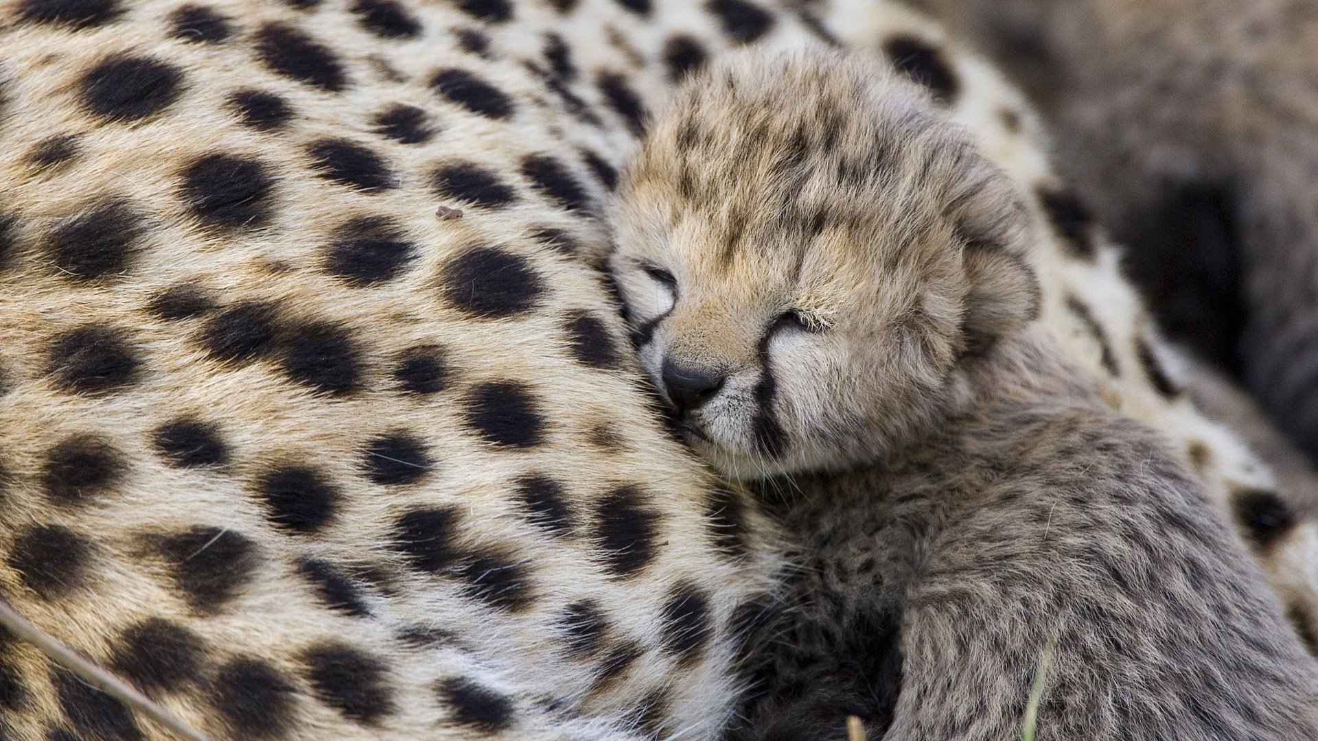 prédateur guépard cub guépard