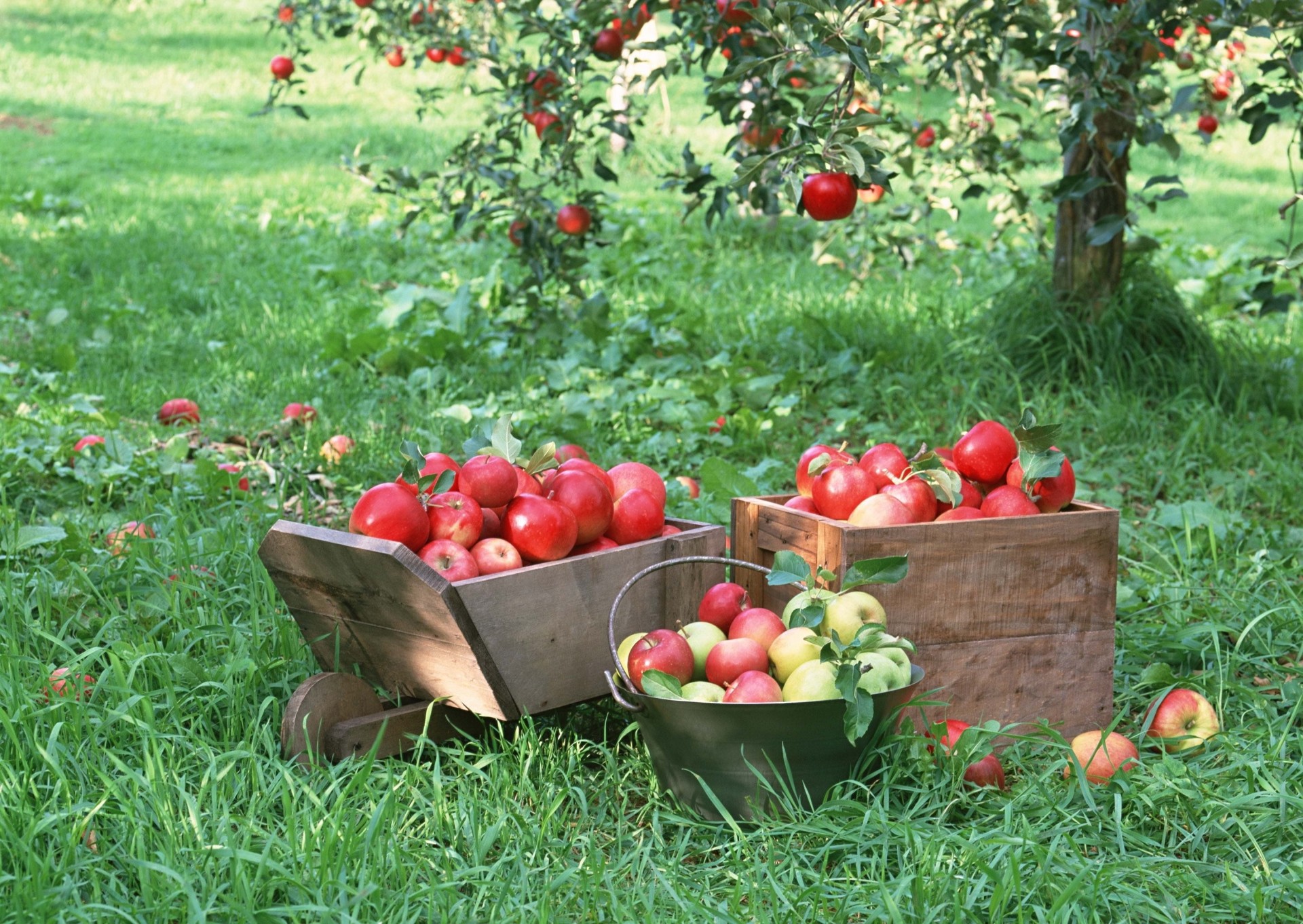 manzana cajón cosecha maceta