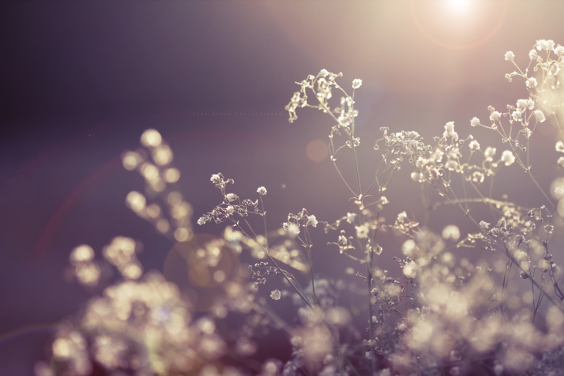 dry the dried flowers the sun flowers rays plant light