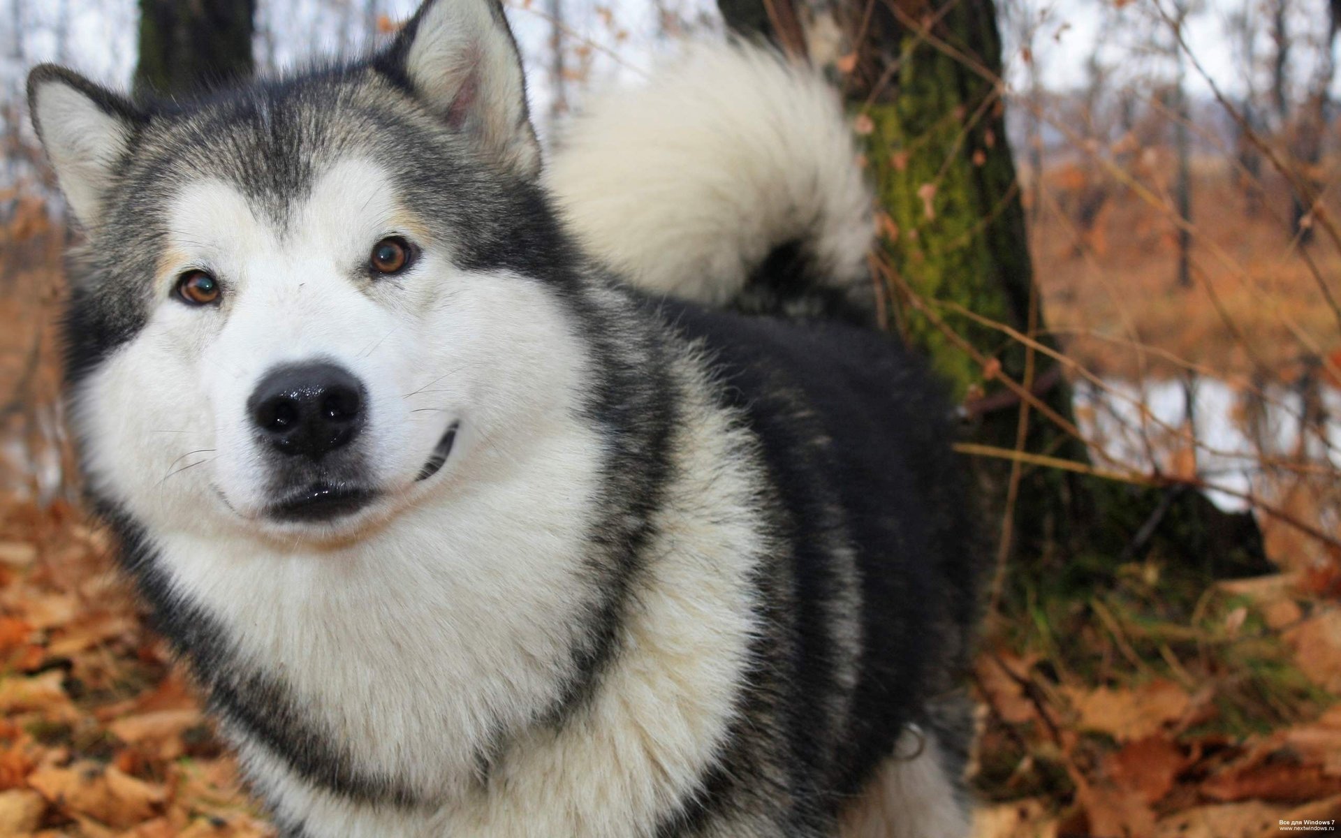 mirada perro papel pintado husky